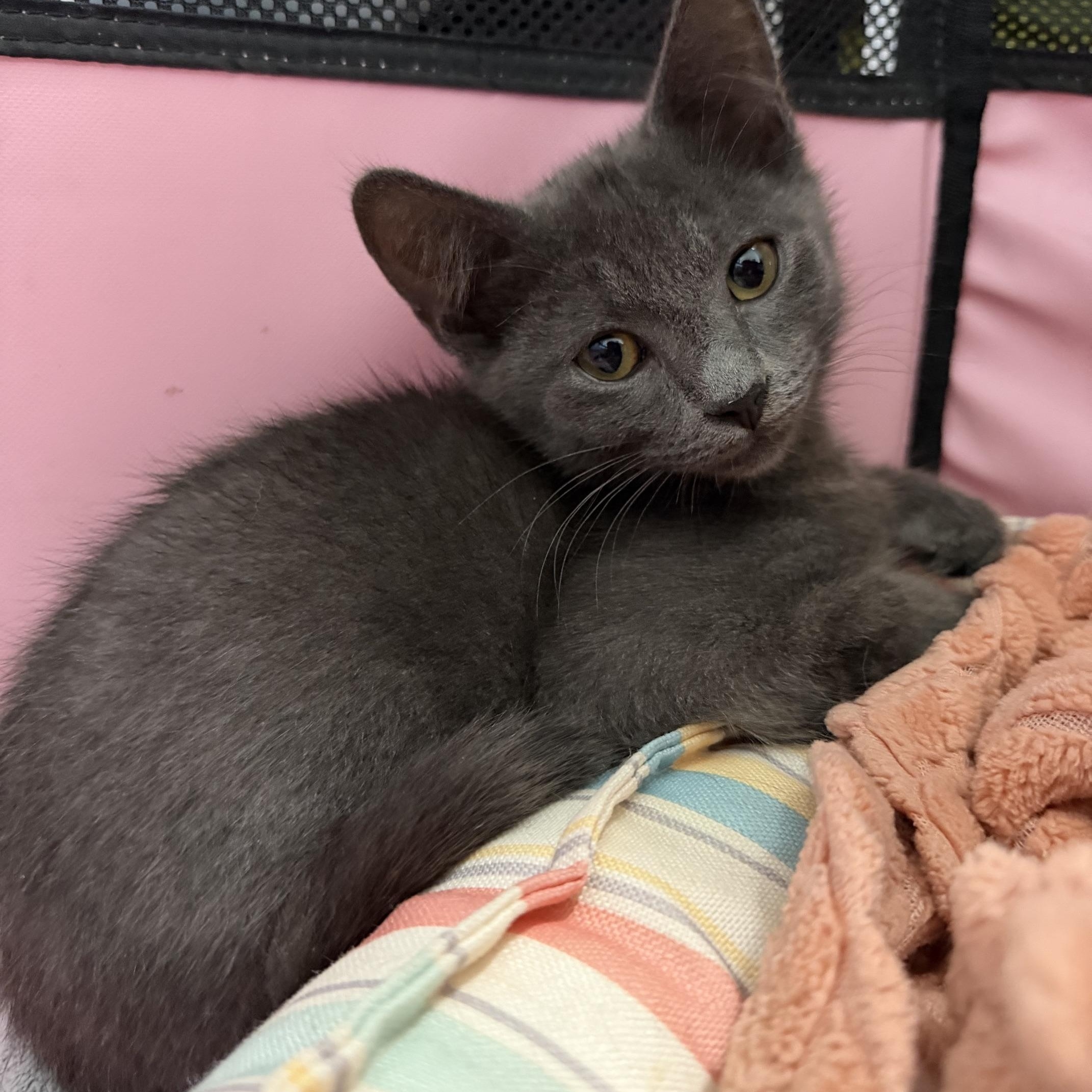 Enlarge Blin, a Adoptable mixed breed in Seymour, TN image 4/5
