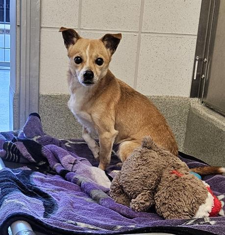 Enlarge RAIDER, a Adoptable Chihuahua in San Martin, CA image 1/1