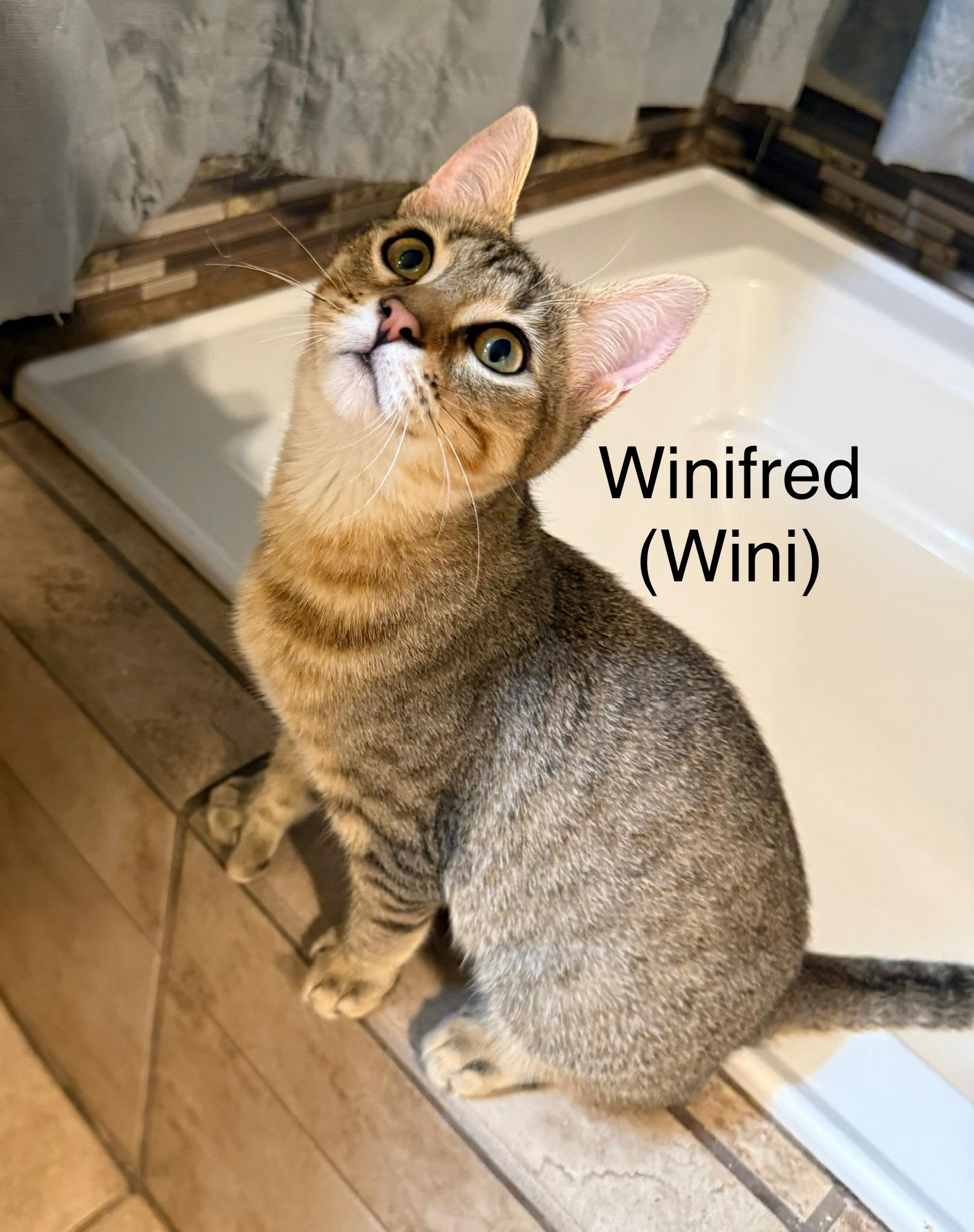 Winifred, a Adoptable Domestic Short Hair in Rochester, WA image 1/2