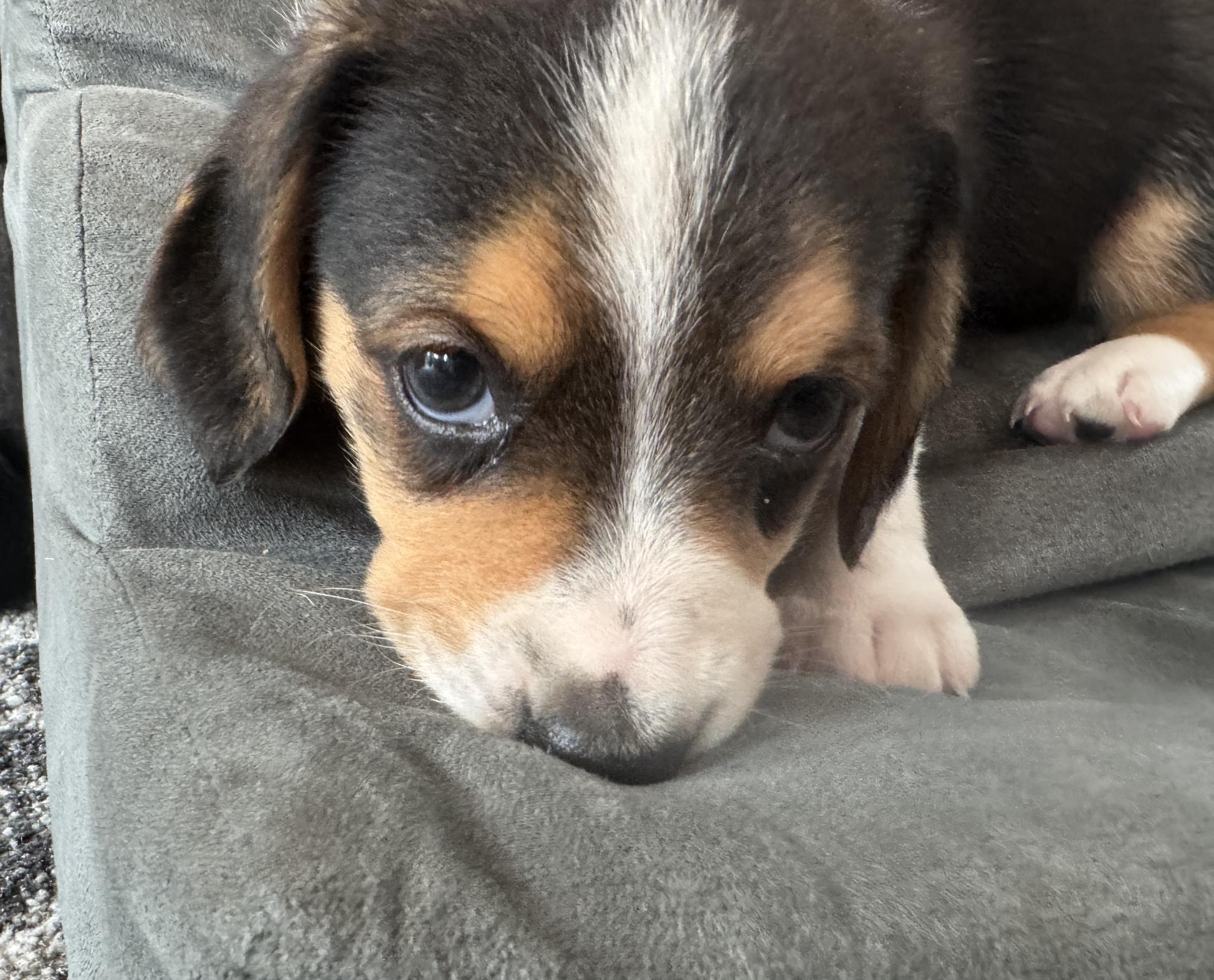 Alfie