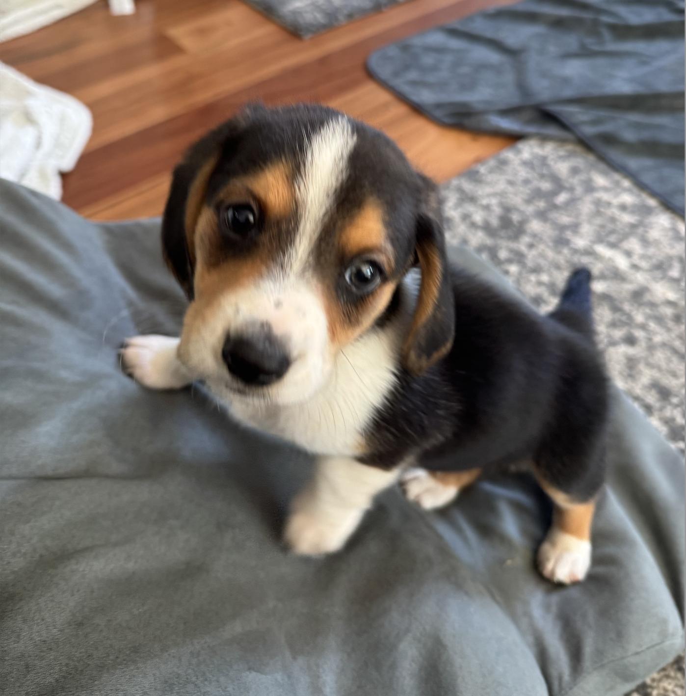 Alfie