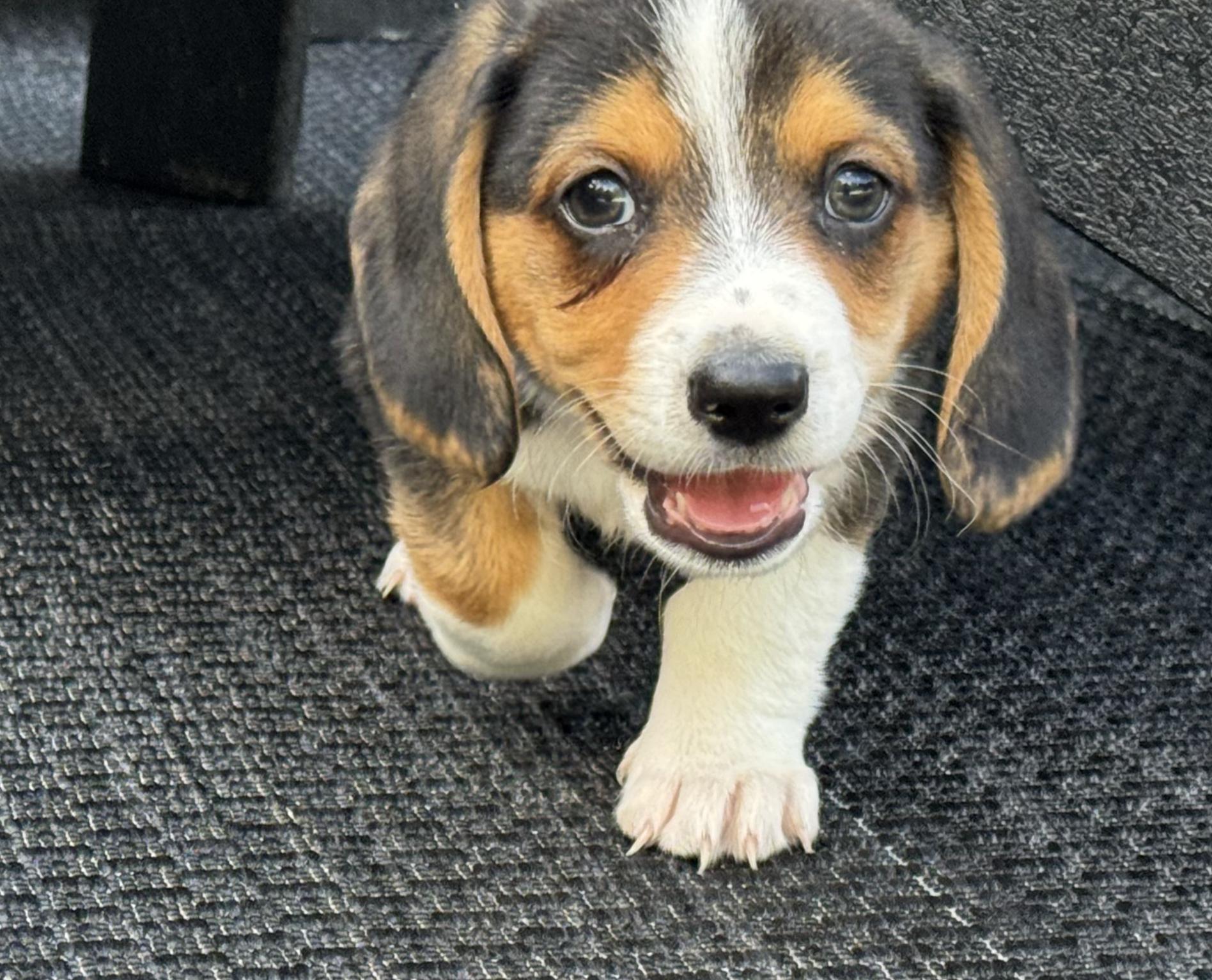 Alfie