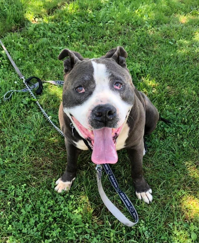 Rocky *foster needed*, Adoptable, Senior Male Pit Bull Terrier.