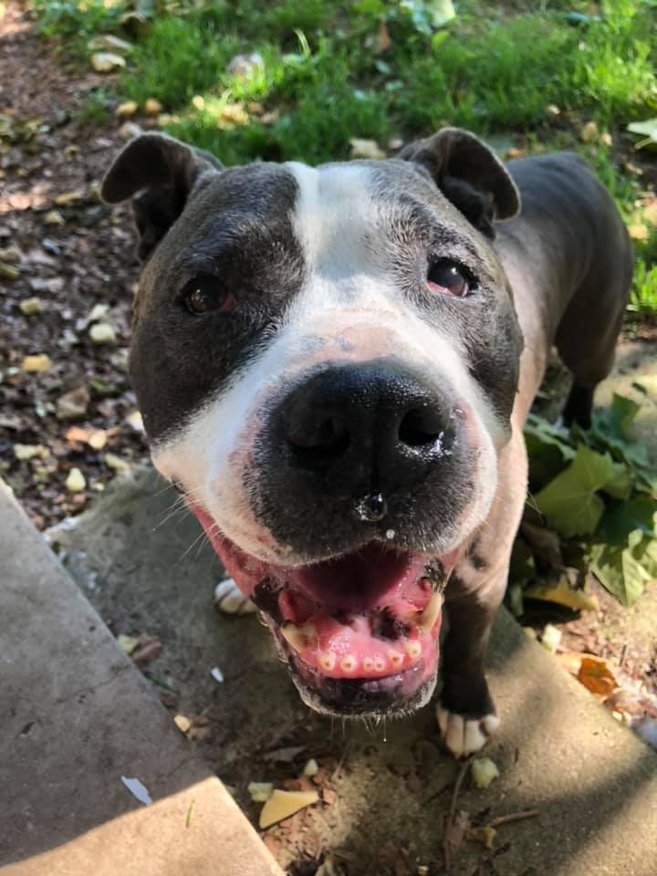 Enlarge Rocky *foster needed*, a Adoptable Pit Bull Terrier in Landenberg, PA image 2/6