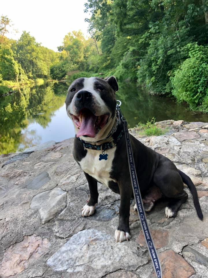 Enlarge Rocky *foster needed*, a Adoptable Pit Bull Terrier in Landenberg, PA image 3/6