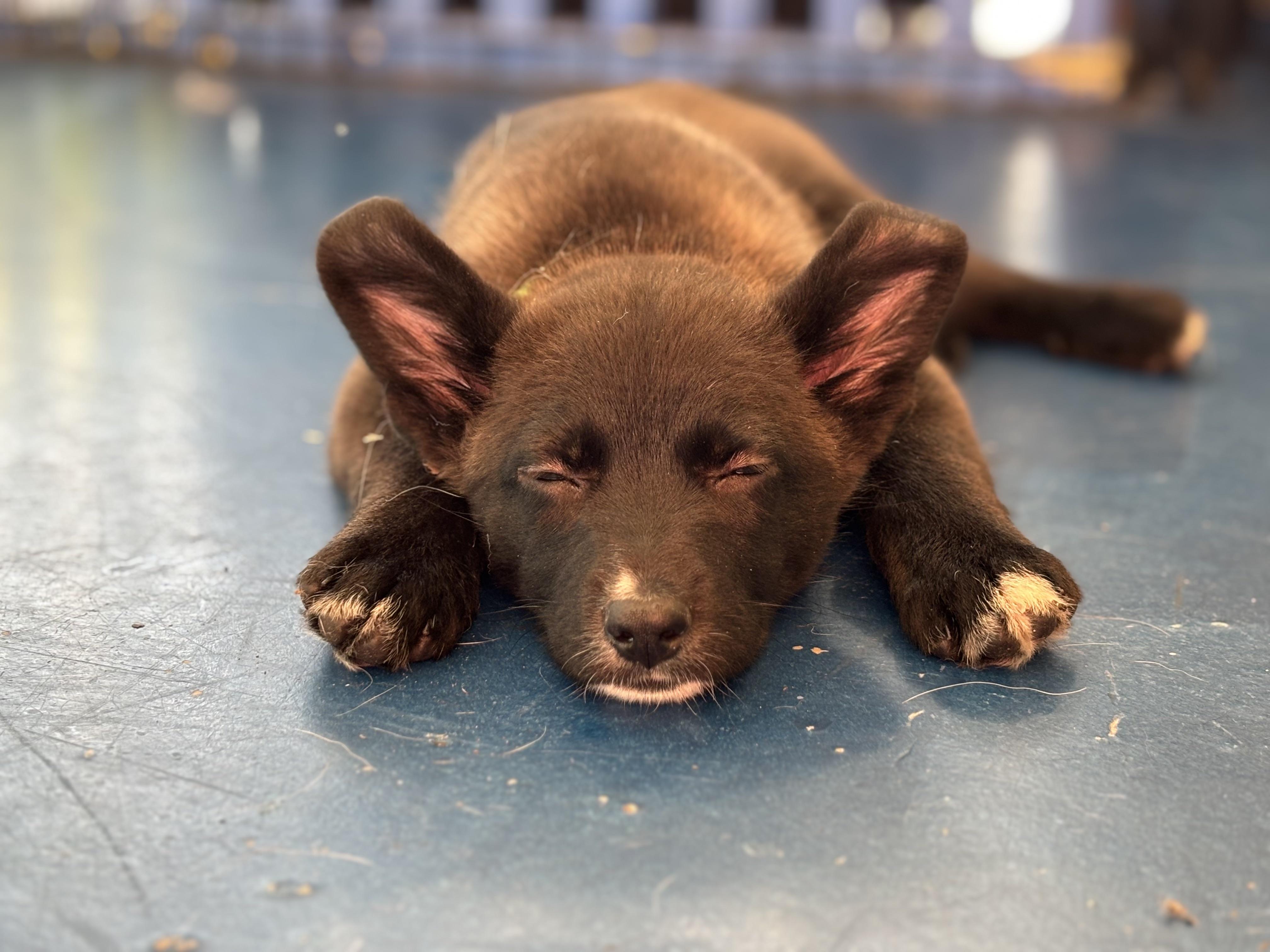 Green Bean, adopted, Puppy Female German Shepherd Dog.