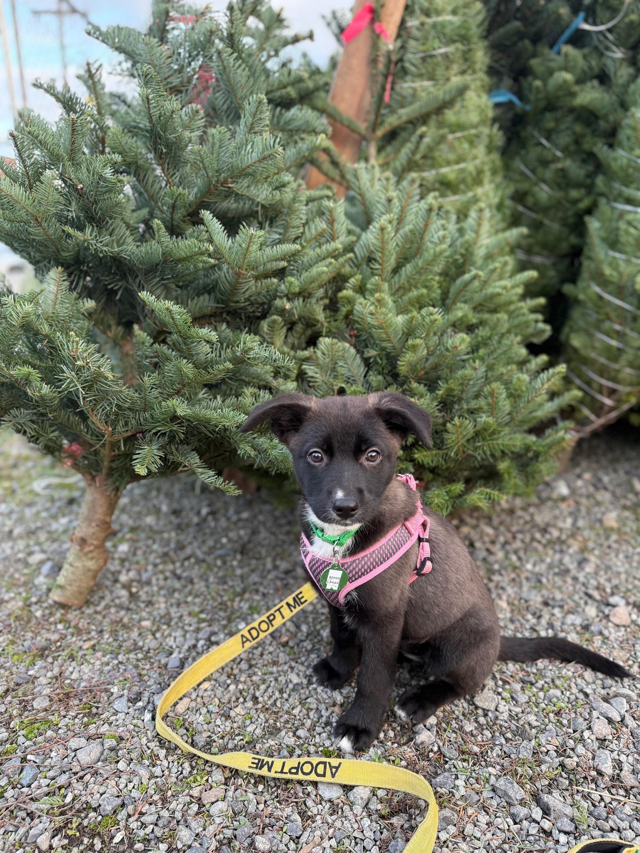 Enlarge Green Bean, an adopted mixed breed in Seattle, WA image 2/5