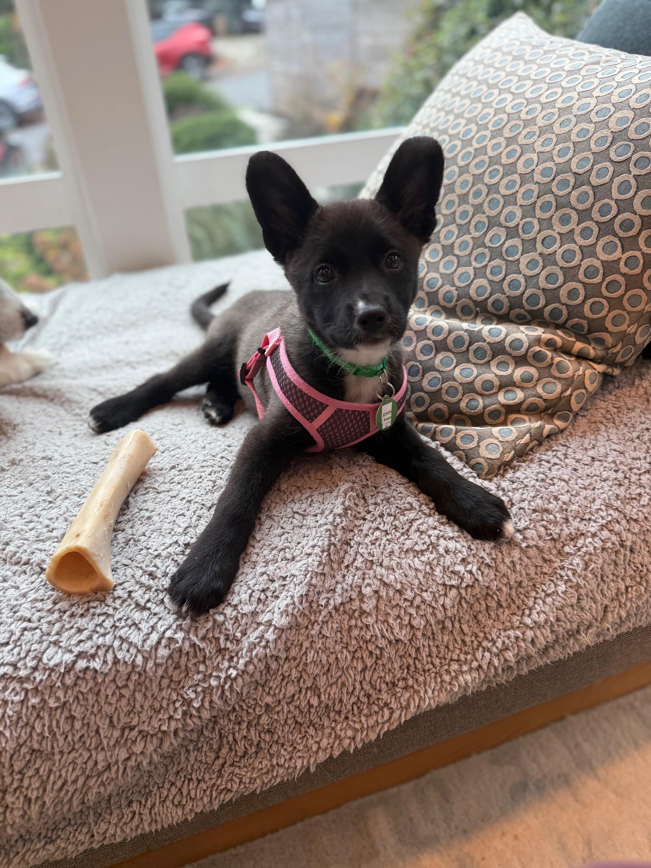 Enlarge Green Bean, an adopted mixed breed in Seattle, WA image 3/5