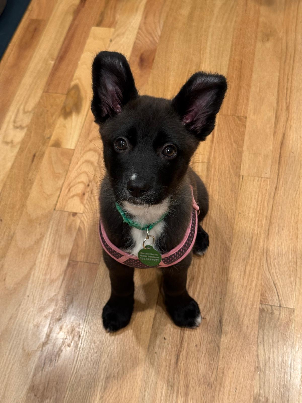 Enlarge Green Bean, an adopted mixed breed in Seattle, WA image 5/5