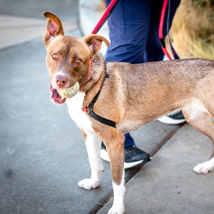Cherry Pie, a Adoptable mixed breed in Pueblo, CO image 3/6