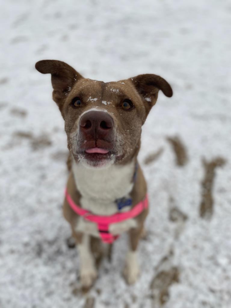 Cherry Pie, a Adoptable mixed breed in Pueblo, CO image 2/6