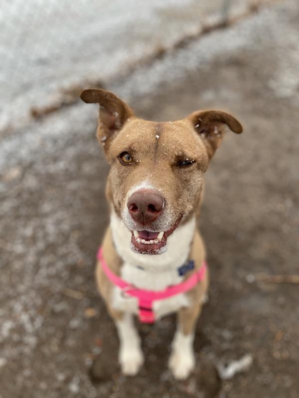 Cherry Pie, a Adoptable mixed breed in Pueblo, CO image 4/6
