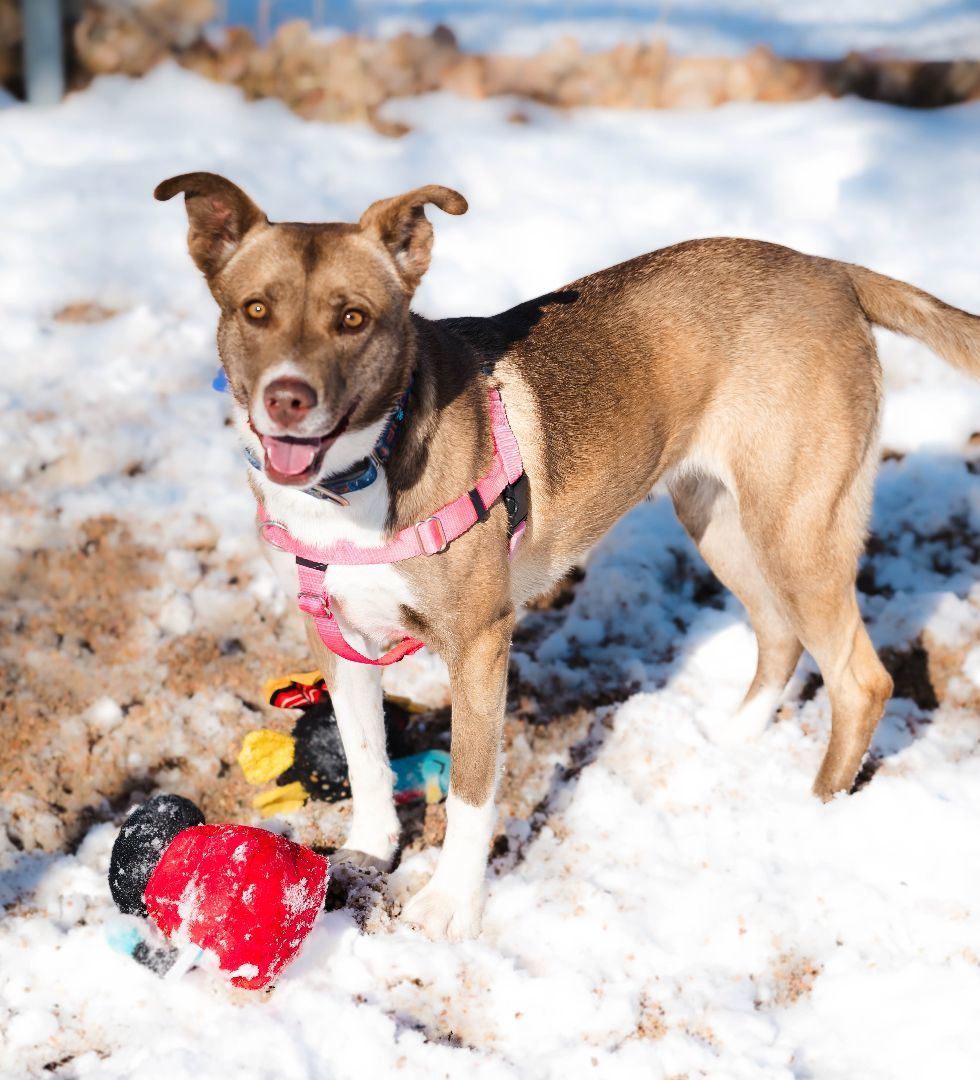 Cherry Pie, a Adoptable mixed breed in Pueblo, CO image 5/6