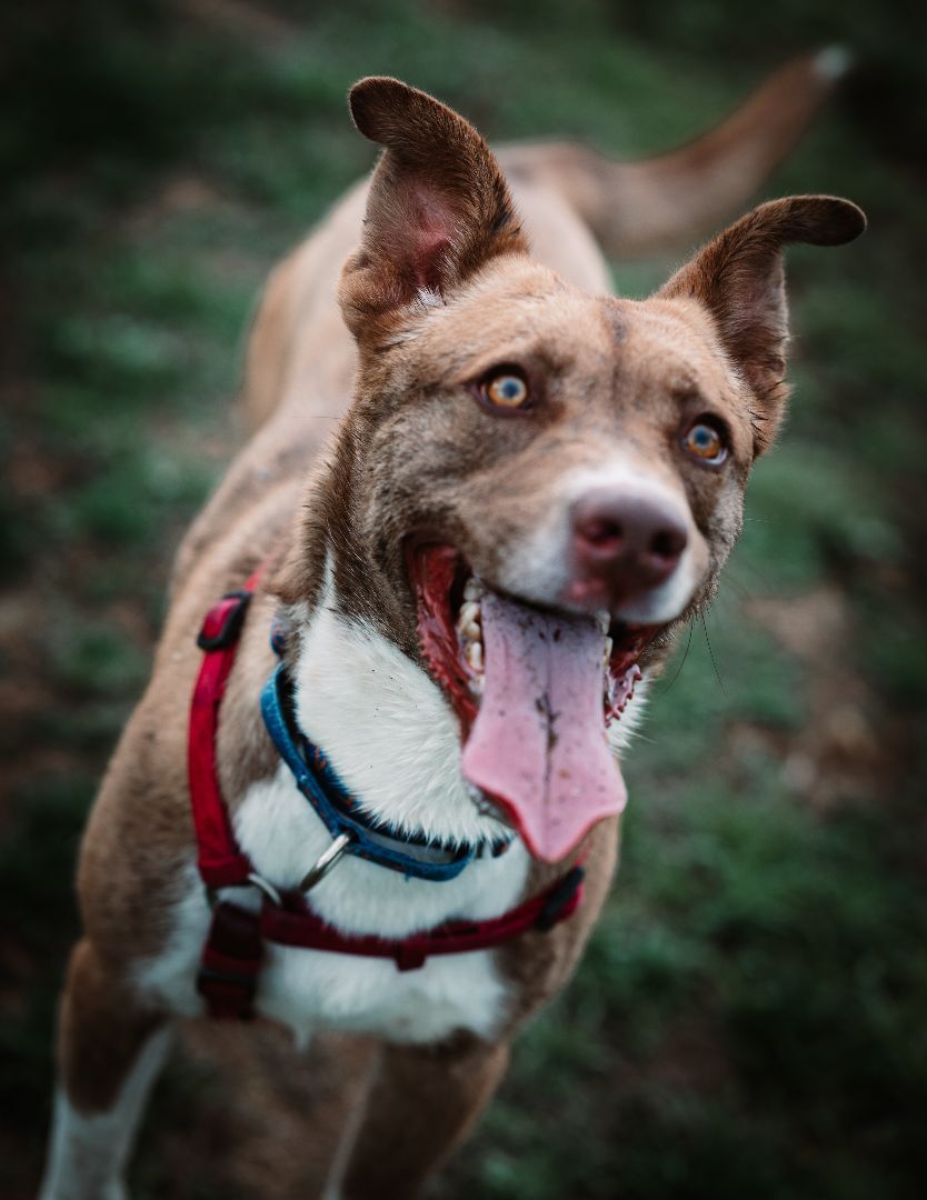 Cherry Pie, a Adoptable mixed breed in Pueblo, CO image 6/6