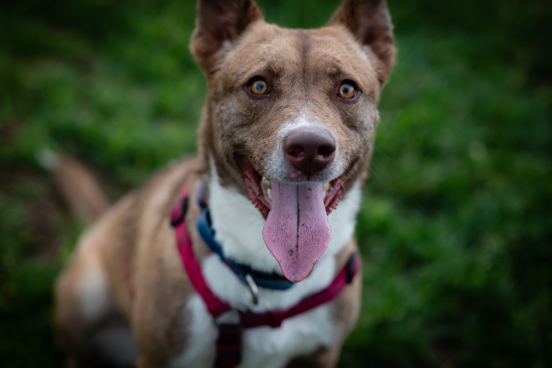 Cherry Pie, a Adoptable mixed breed in Pueblo, CO image 1/6