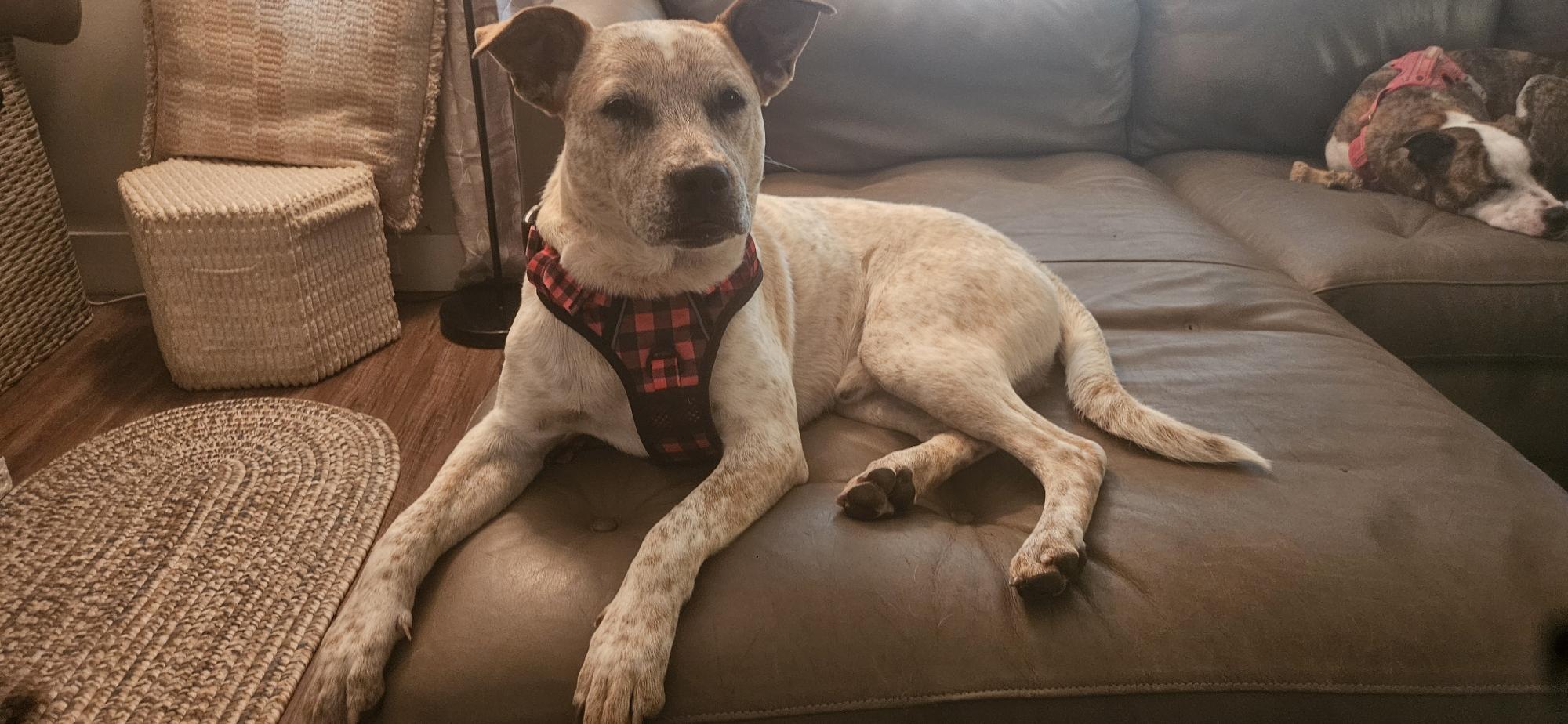 Bruno-Lee, a ADOPTABLE mixed breed in Alliance, OH image 2/3