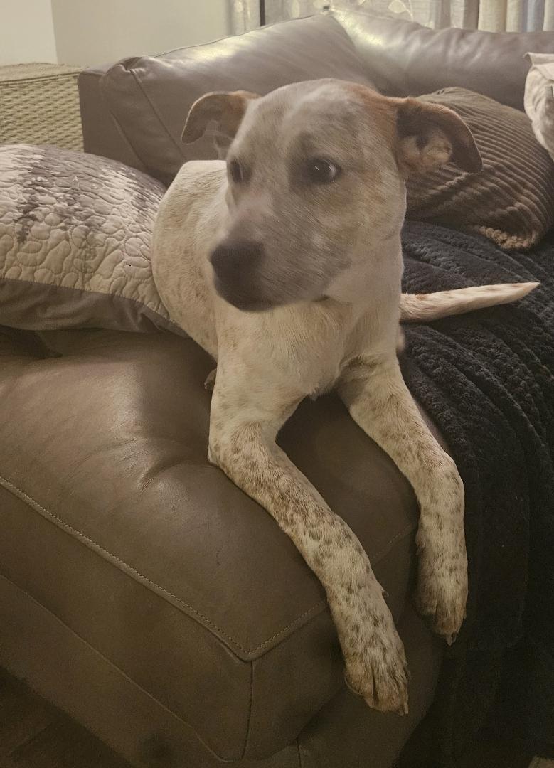 Bruno-Lee, a ADOPTABLE mixed breed in Alliance, OH image 1/3