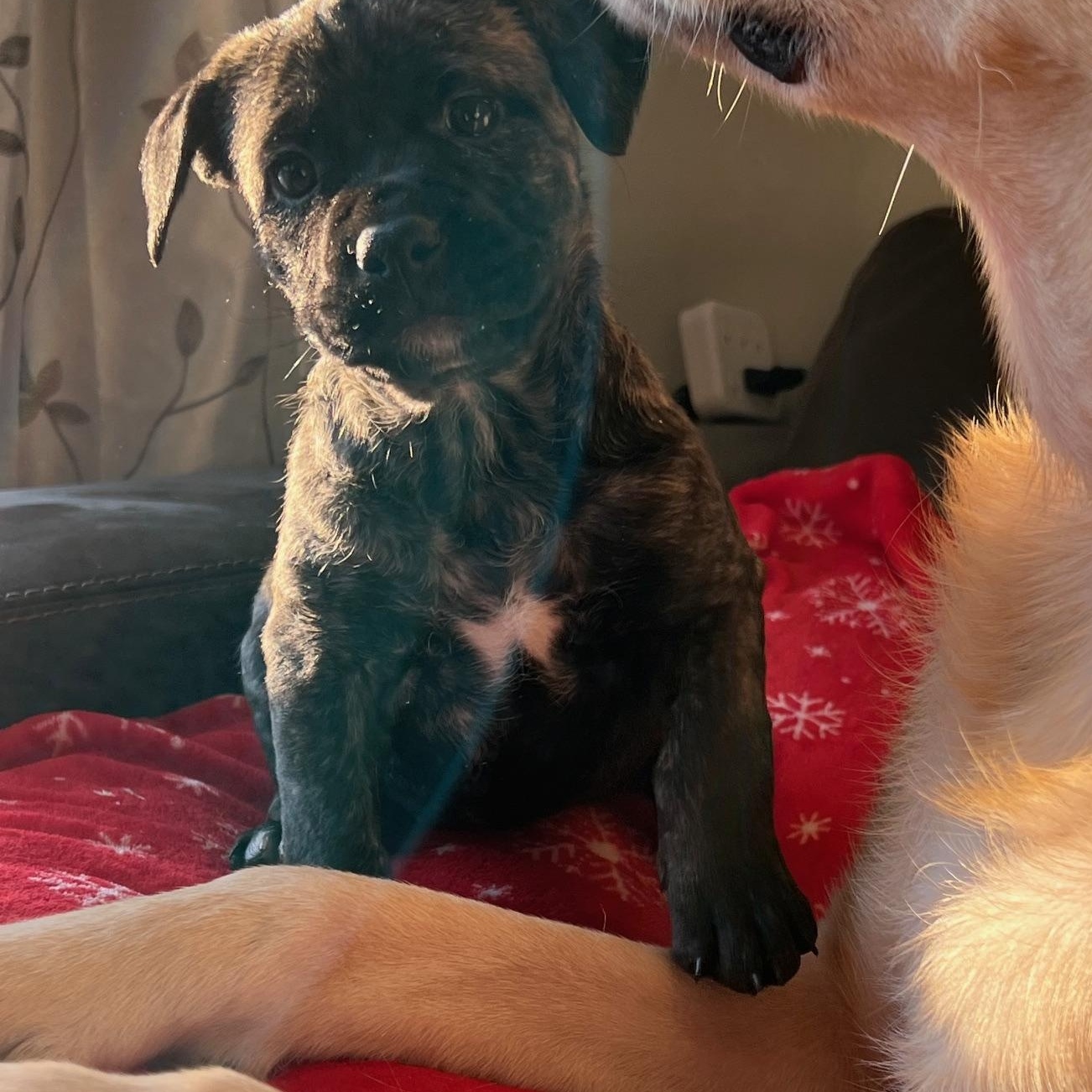 Enlarge Gemma, a Adoptable mixed breed in Minneapolis, MN image 5/5