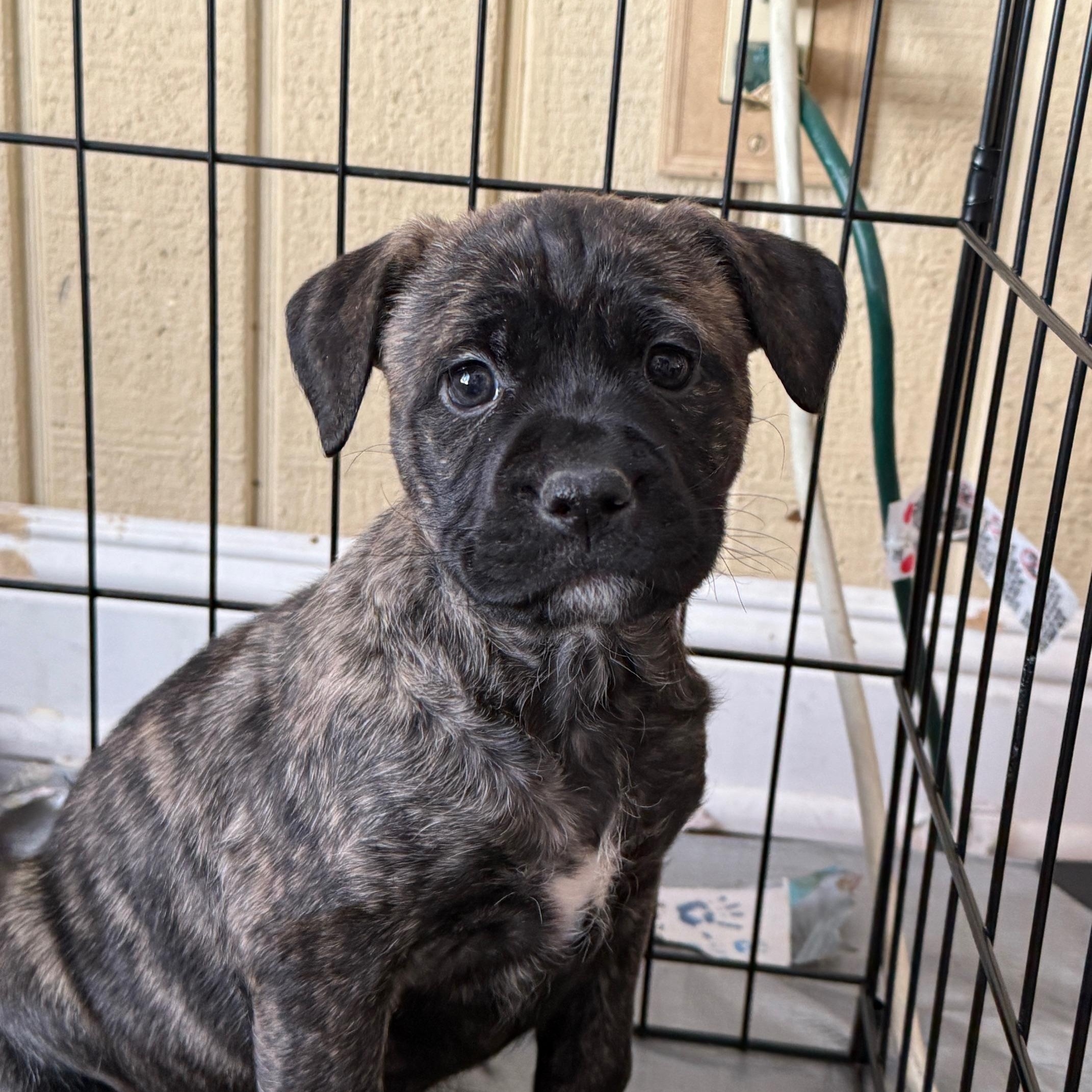 Enlarge Gemma, a Adoptable mixed breed in Minneapolis, MN image 2/5