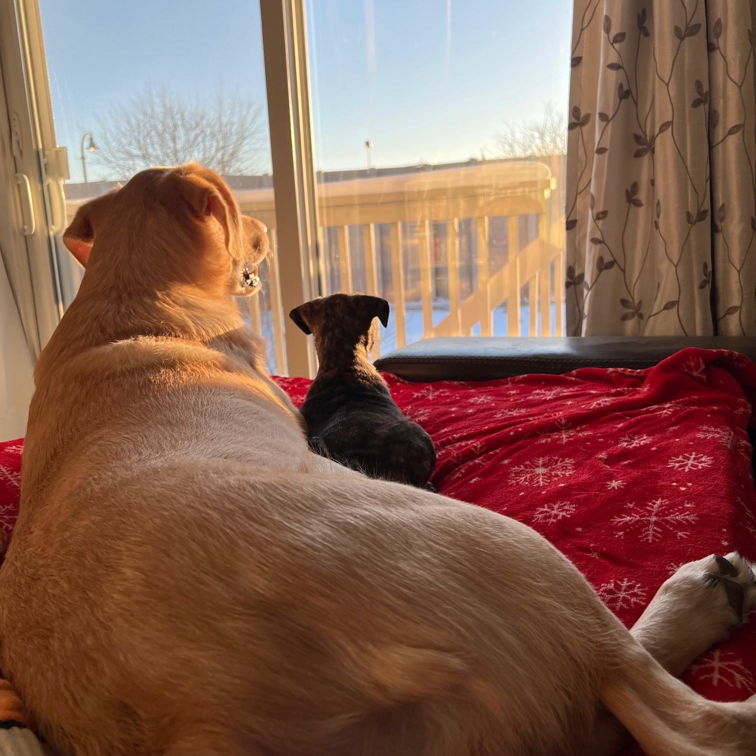 Enlarge Gemma, a Adoptable mixed breed in Minneapolis, MN image 4/5