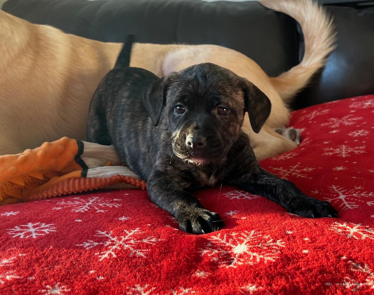 Enlarge Gemma, a Adoptable mixed breed in Minneapolis, MN image 3/5