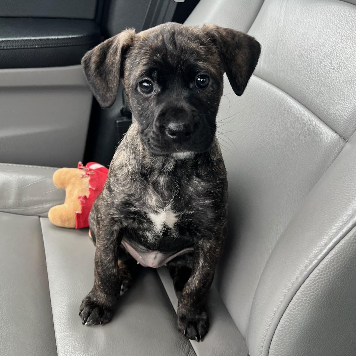 Enlarge Gemma, a Adoptable mixed breed in Minneapolis, MN image 1/5