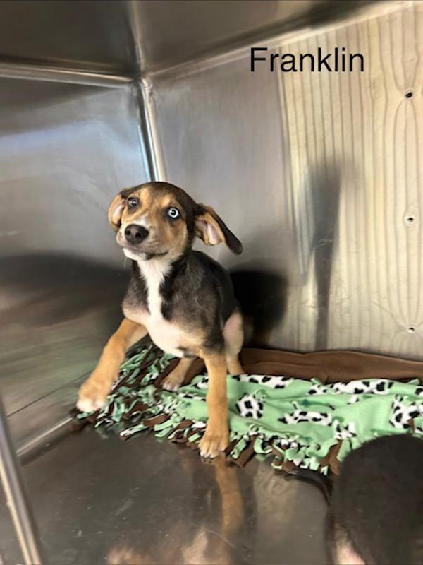 Franklin, Adoptable, Puppy Male Siberian Husky.