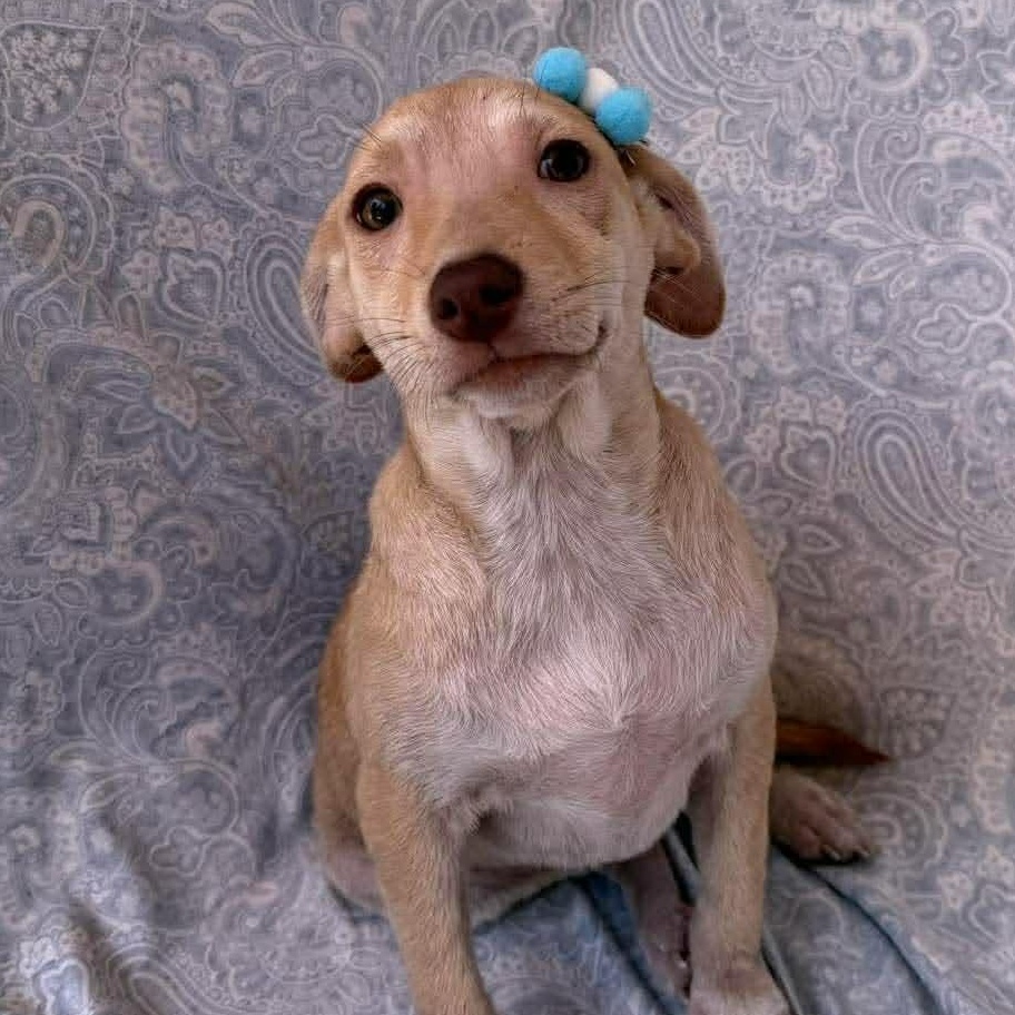 Enlarge Kimberly, a Adoptable mixed breed in Albany, NY image 4/6