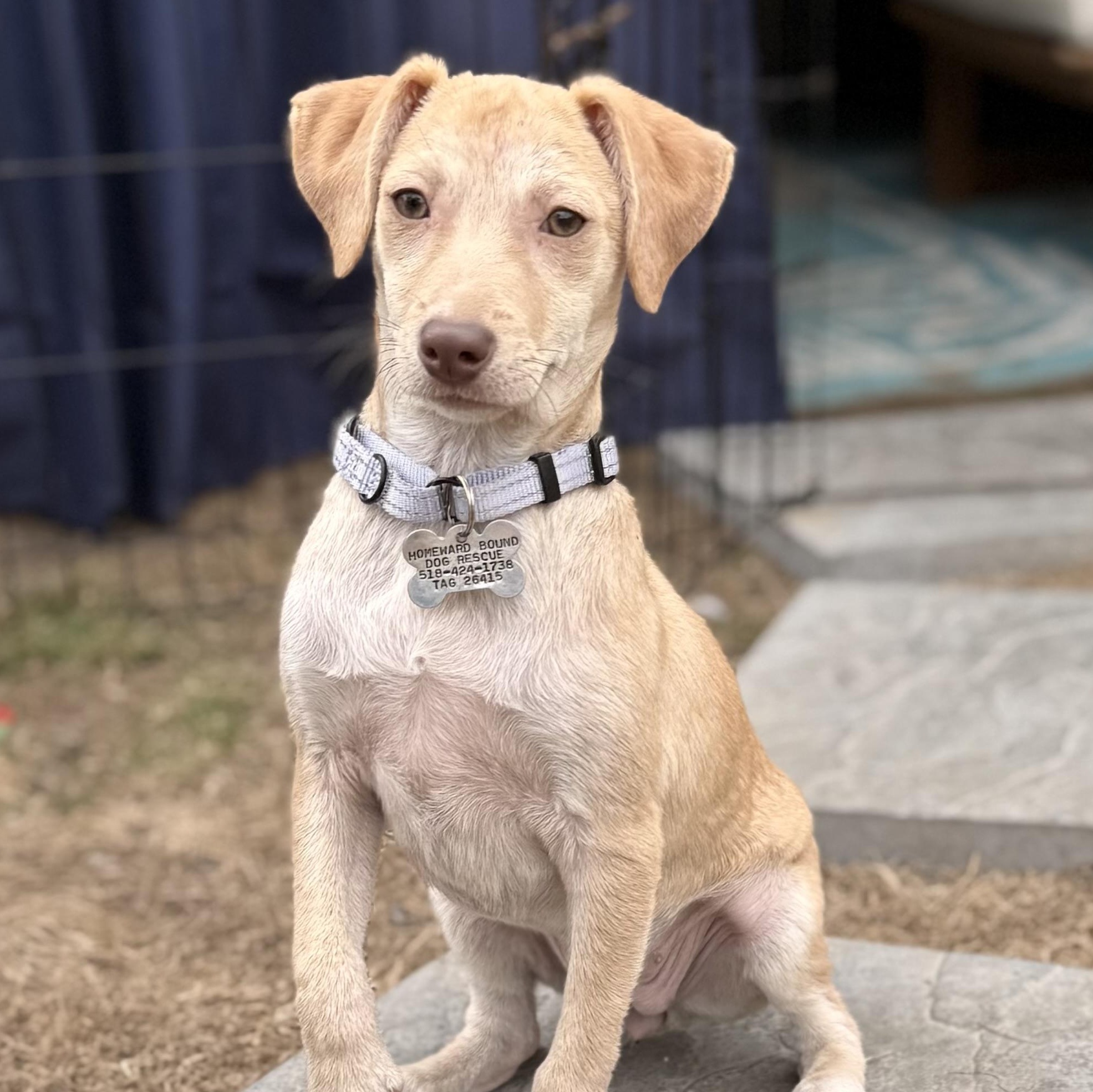 Enlarge Kimberly, a Adoptable mixed breed in Albany, NY image 1/6