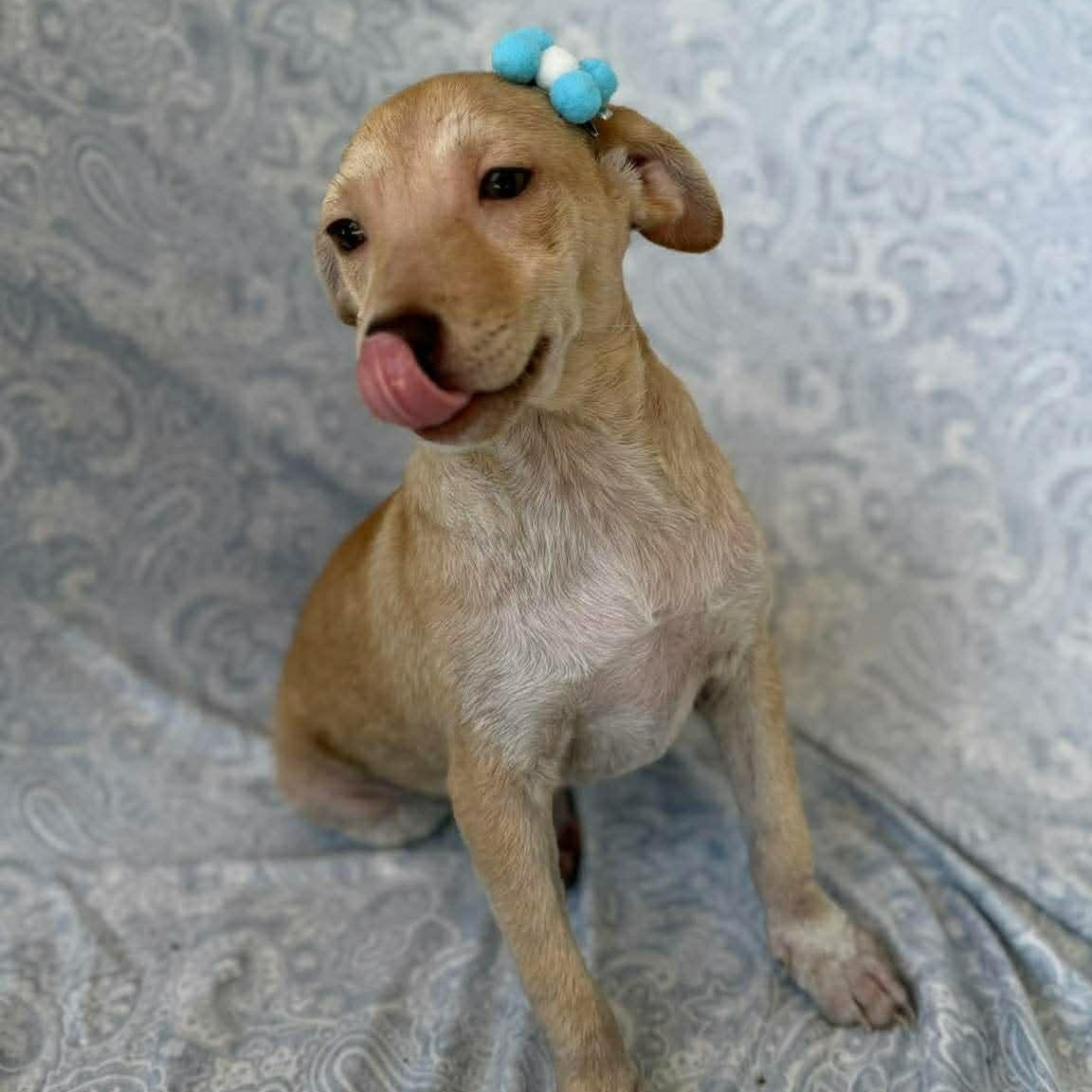 Enlarge Kimberly, a Adoptable mixed breed in Albany, NY image 5/6