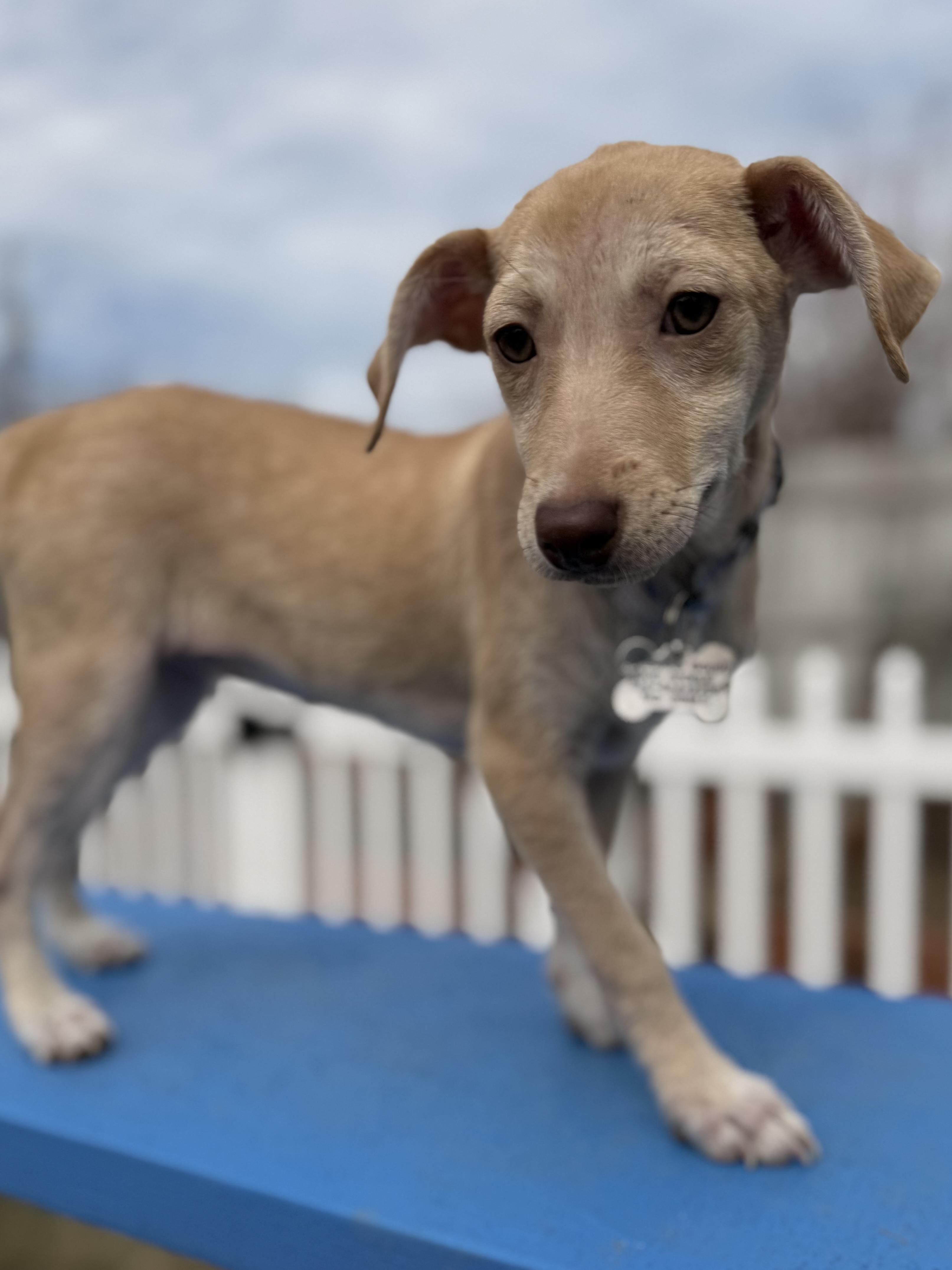 Enlarge Kimberly, a Adoptable mixed breed in Albany, NY image 2/6