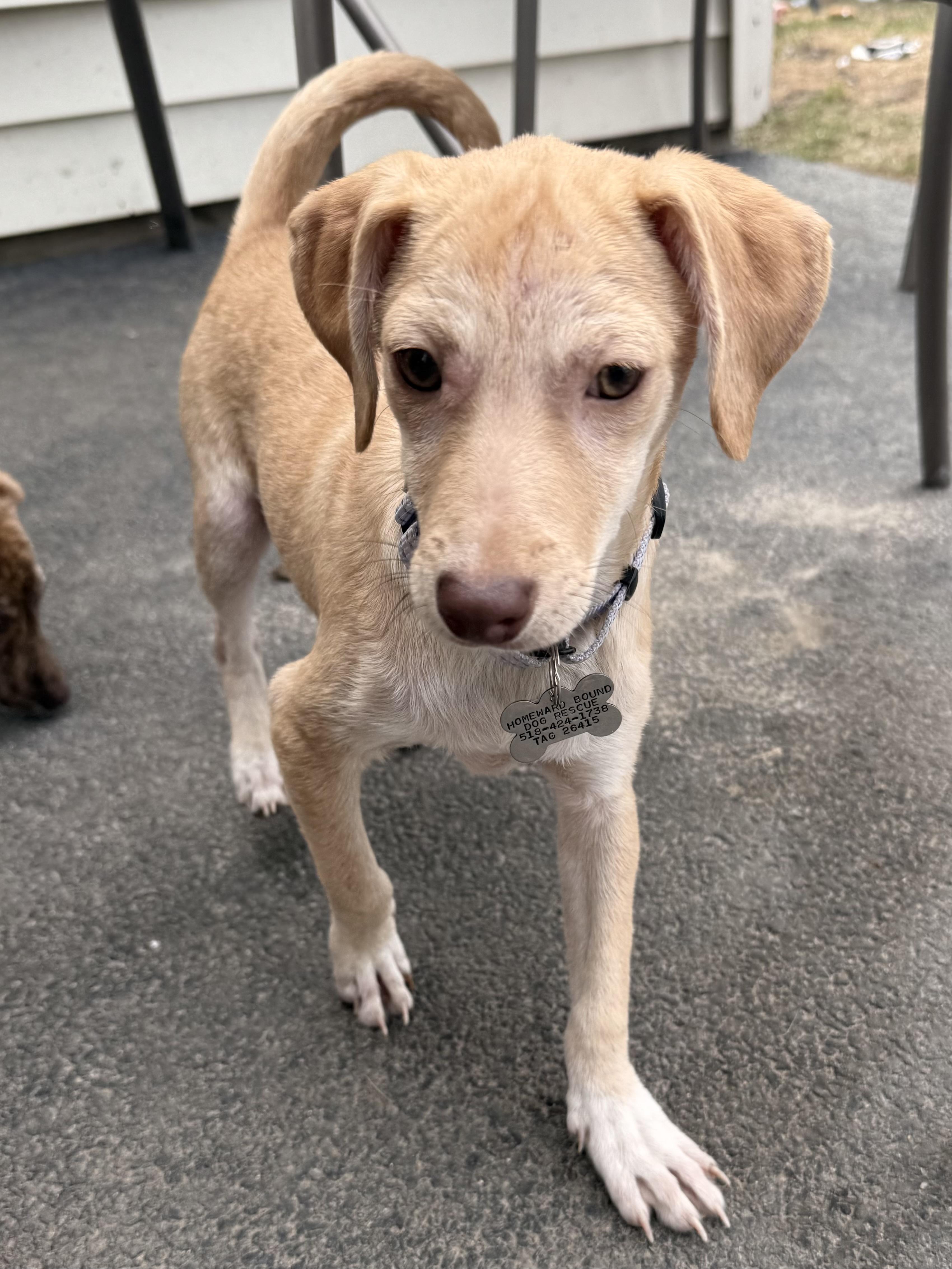 Enlarge Kimberly, a Adoptable mixed breed in Albany, NY image 3/6