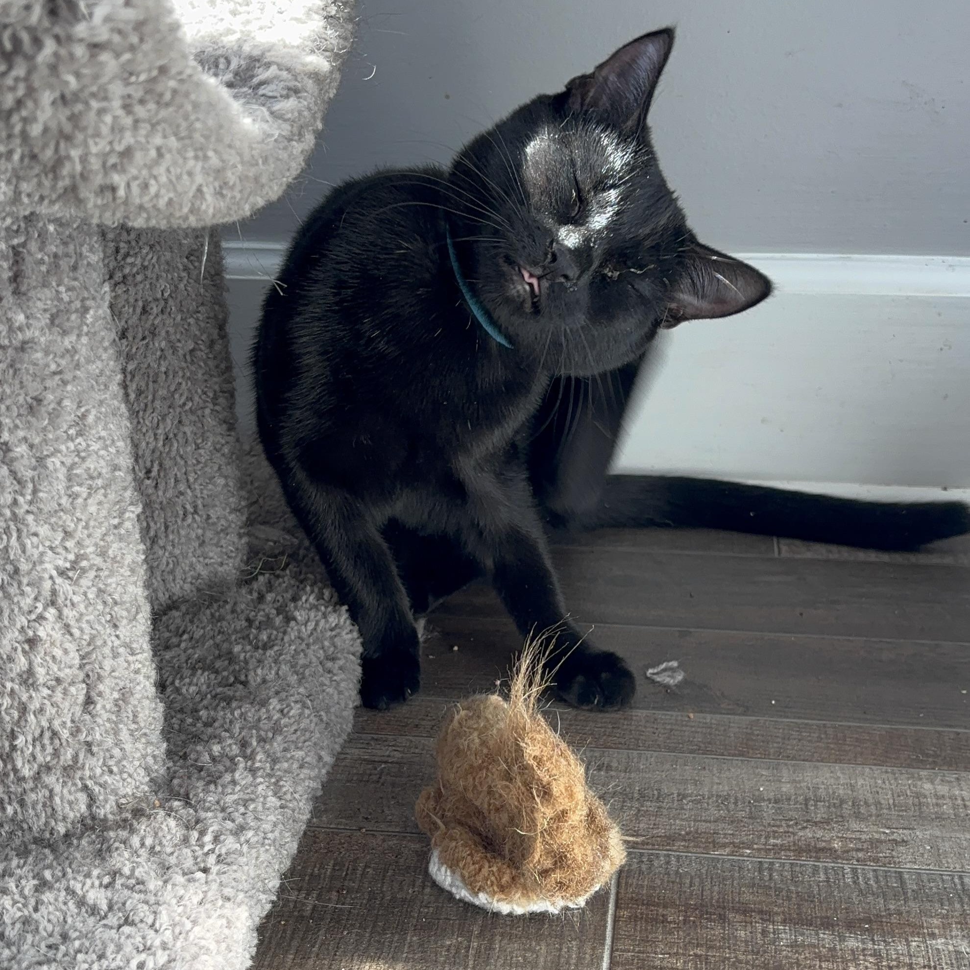 Enlarge Mrs. Peacock, a Adoptable Domestic Short Hair in DICKSON, TN image 2/6