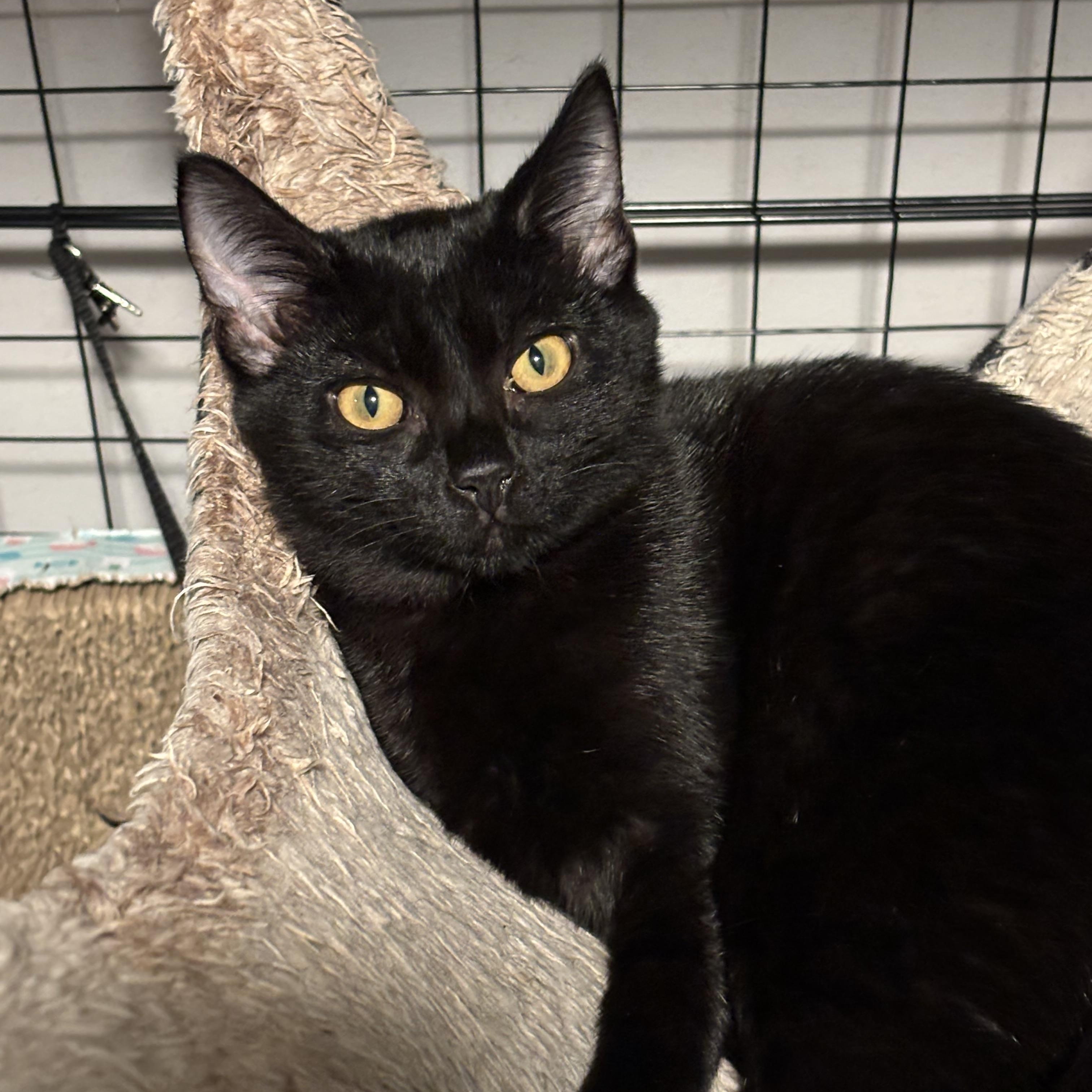 Enlarge Mrs. Peacock, a Adoptable Domestic Short Hair in DICKSON, TN image 2/4