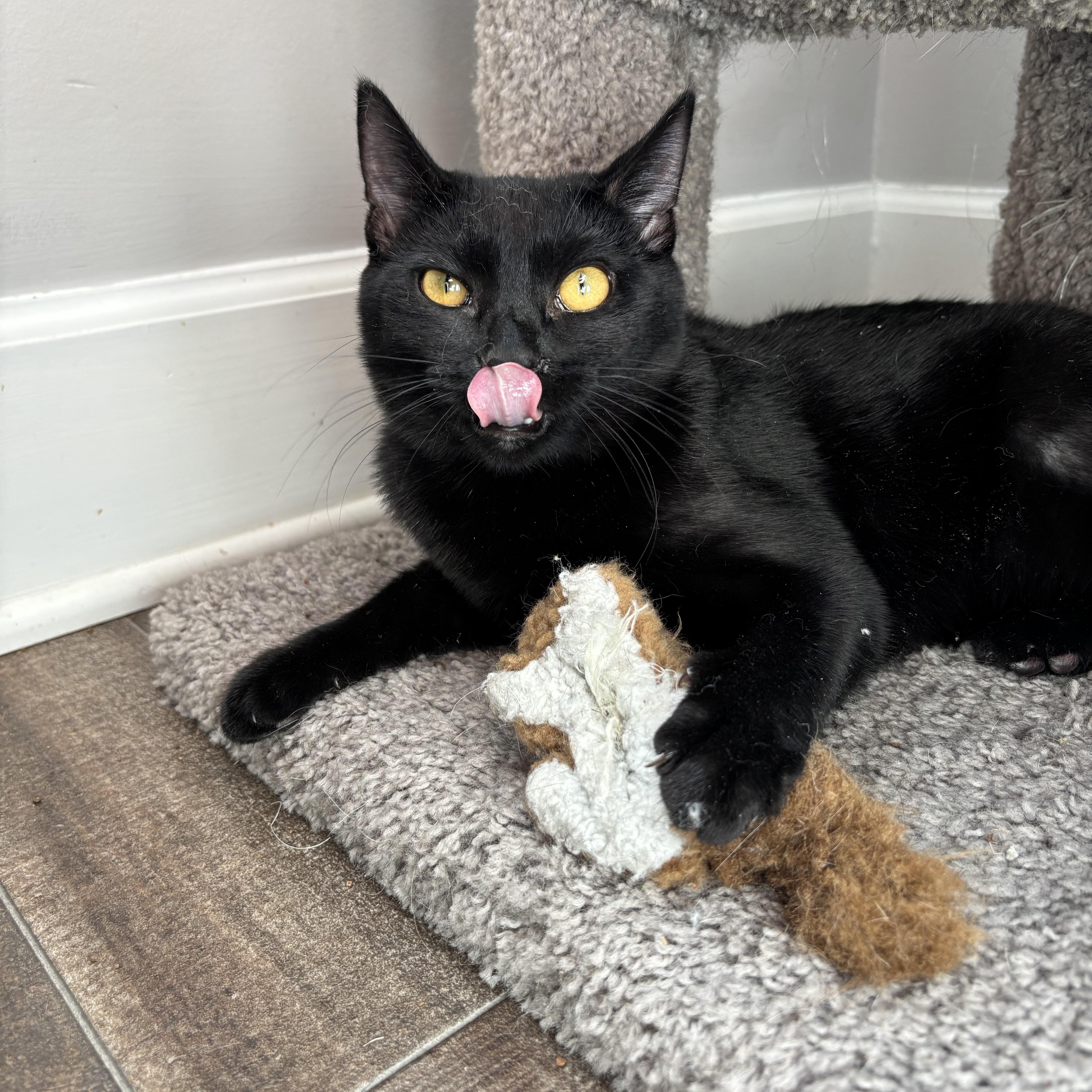 Enlarge Mrs. Peacock, a Adoptable Domestic Short Hair in DICKSON, TN image 3/6