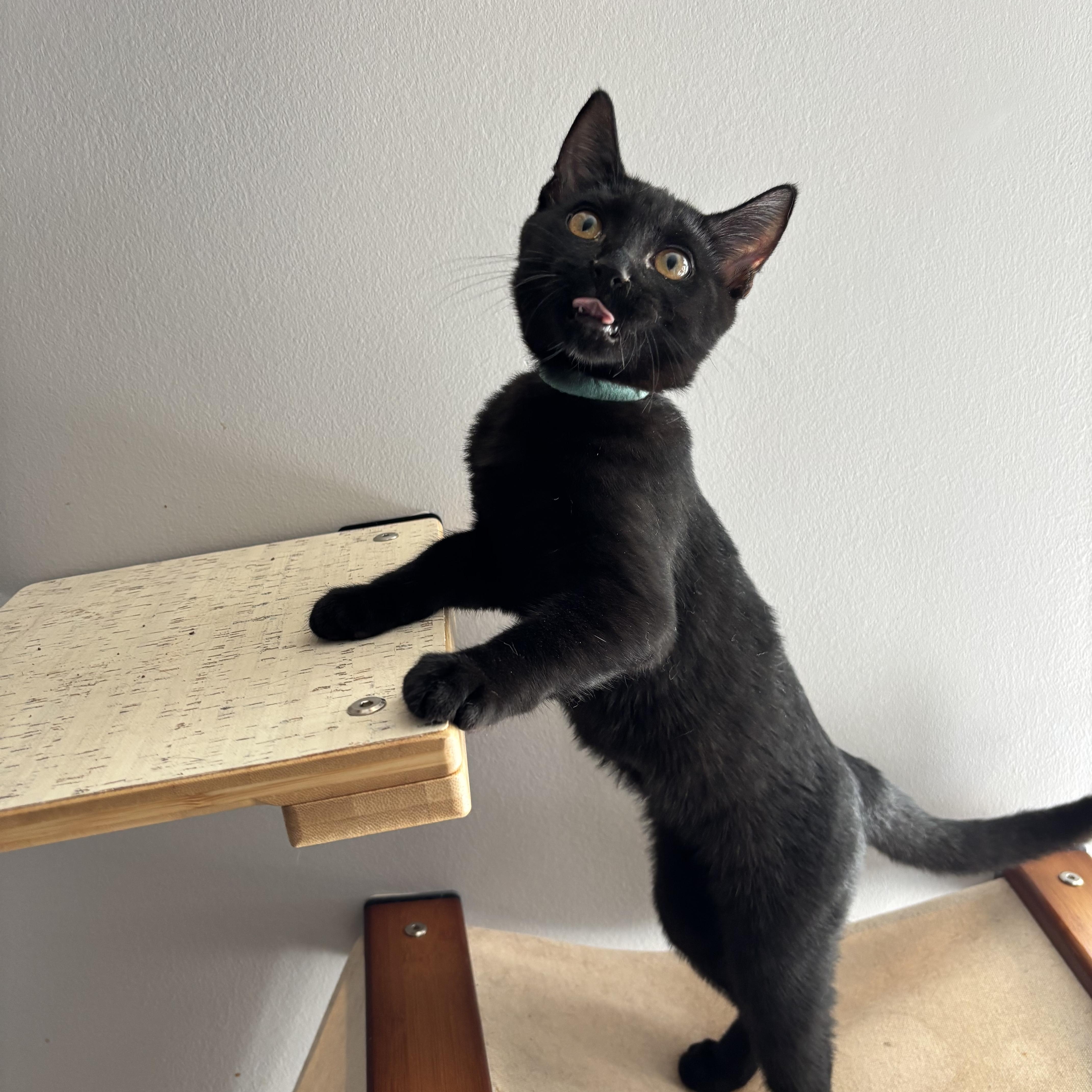 Mrs. Peacock, Adoptable, Young Female Domestic Short Hair.