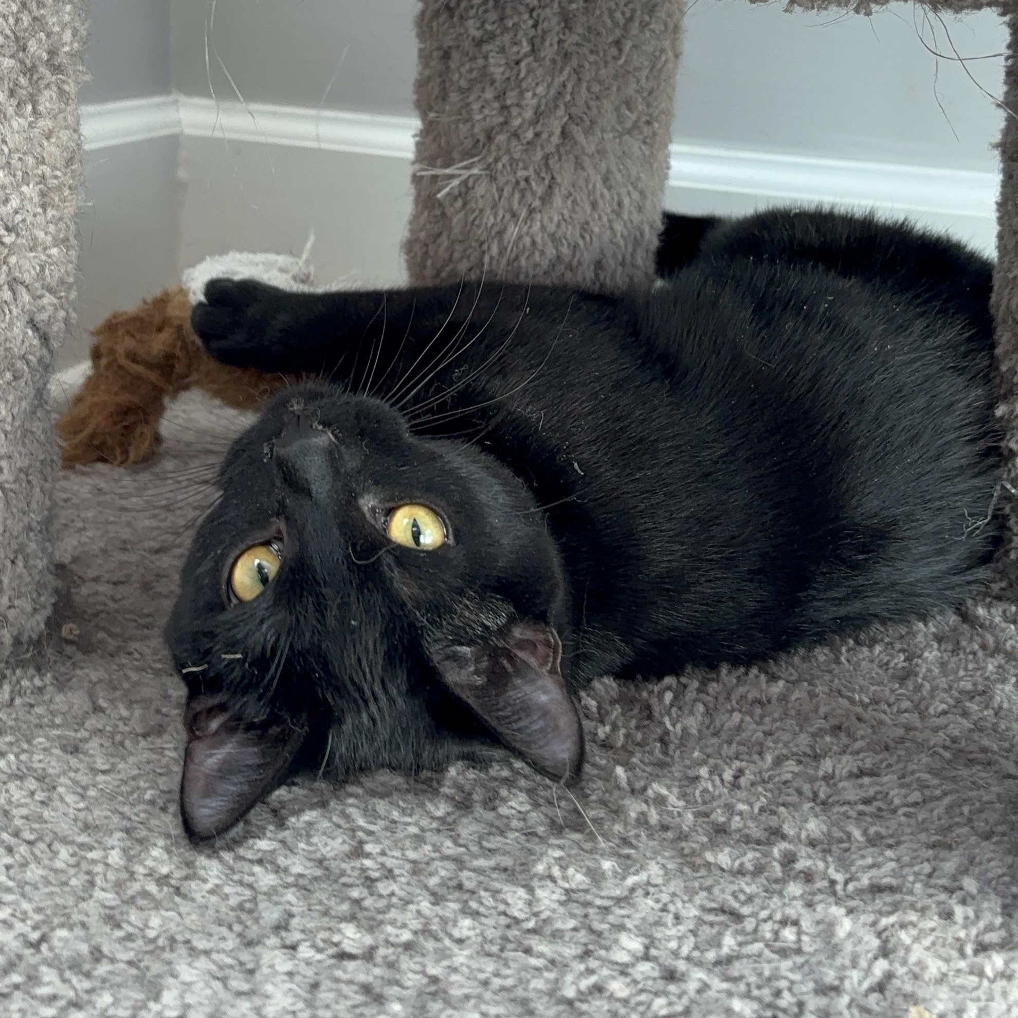 Enlarge Mrs. Peacock, a Adoptable Domestic Short Hair in DICKSON, TN image 4/6