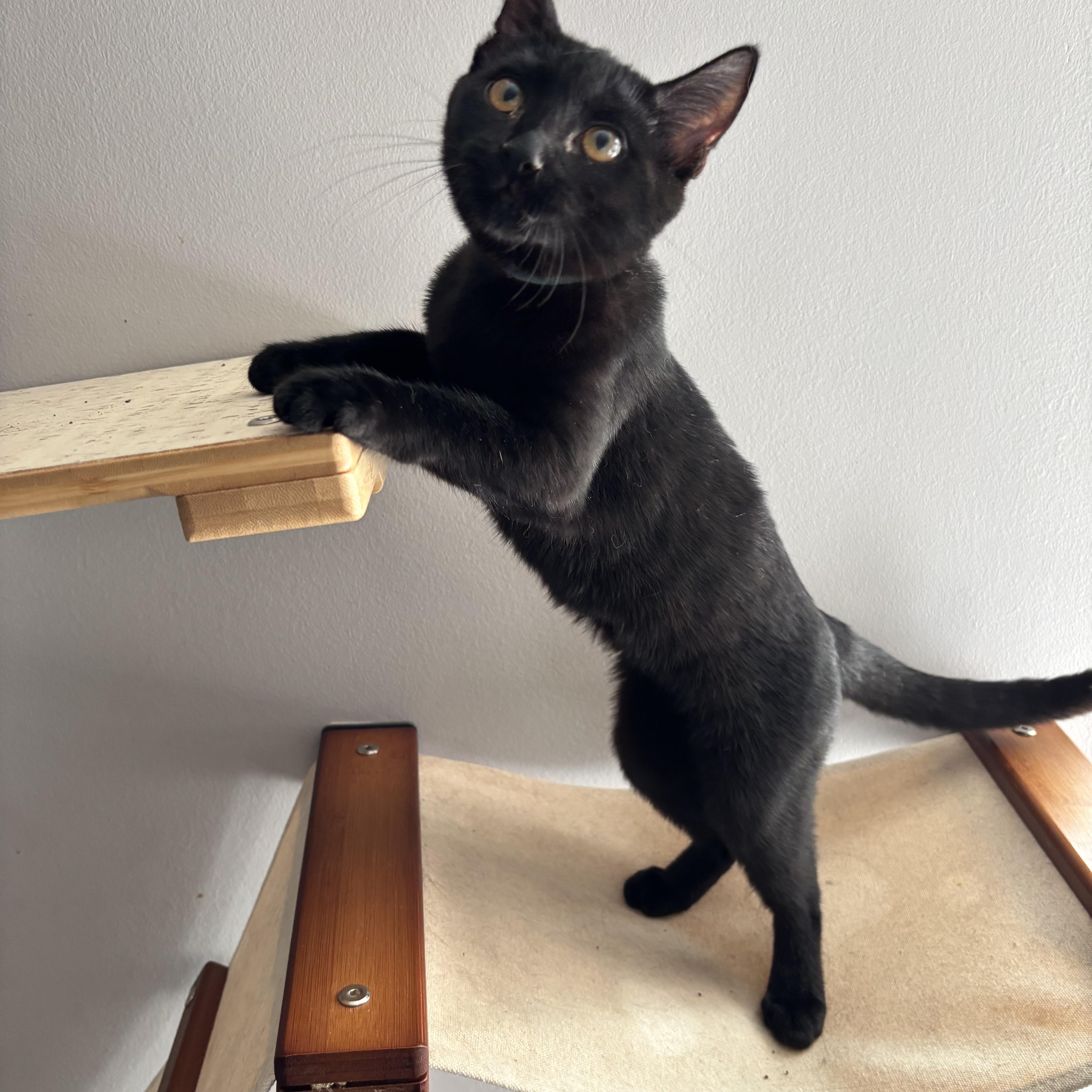 Enlarge Mrs. Peacock, a Adoptable Domestic Short Hair in DICKSON, TN image 3/4
