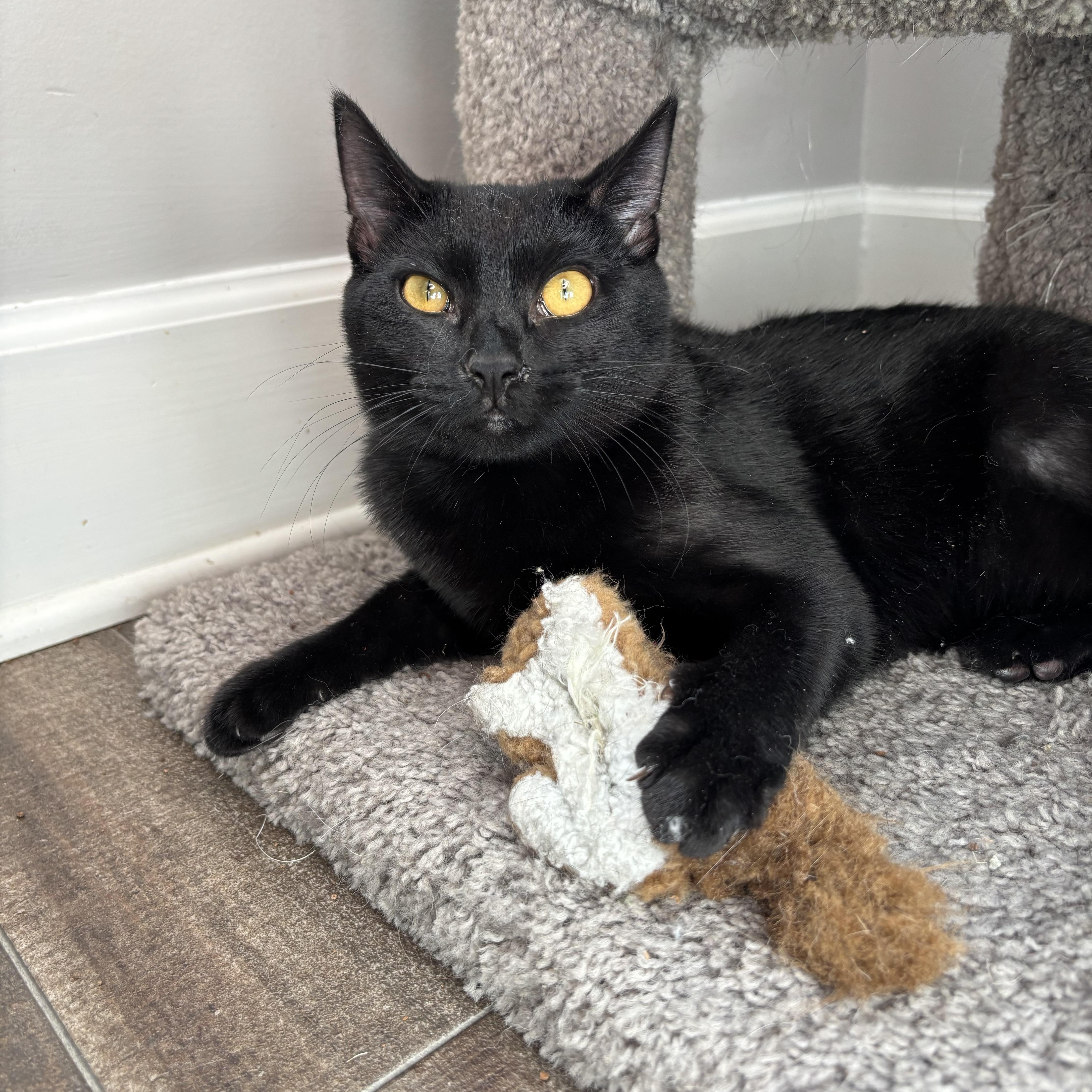 Mrs. Peacock, Adoptable, Young Female Domestic Short Hair.