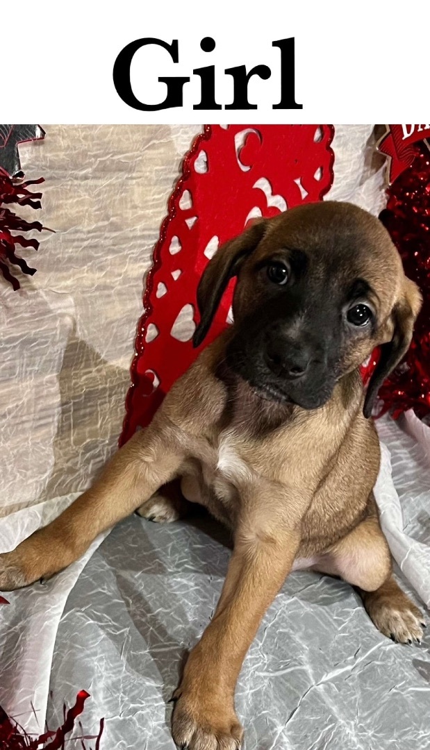 Ruby, an adopted Shepherd Mix in Sealy, TX_image-1