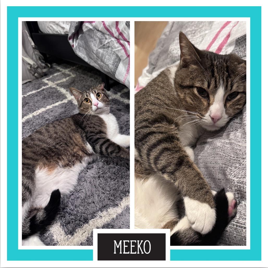 Meeko, Adoptable, Adult Male Domestic Short Hair.