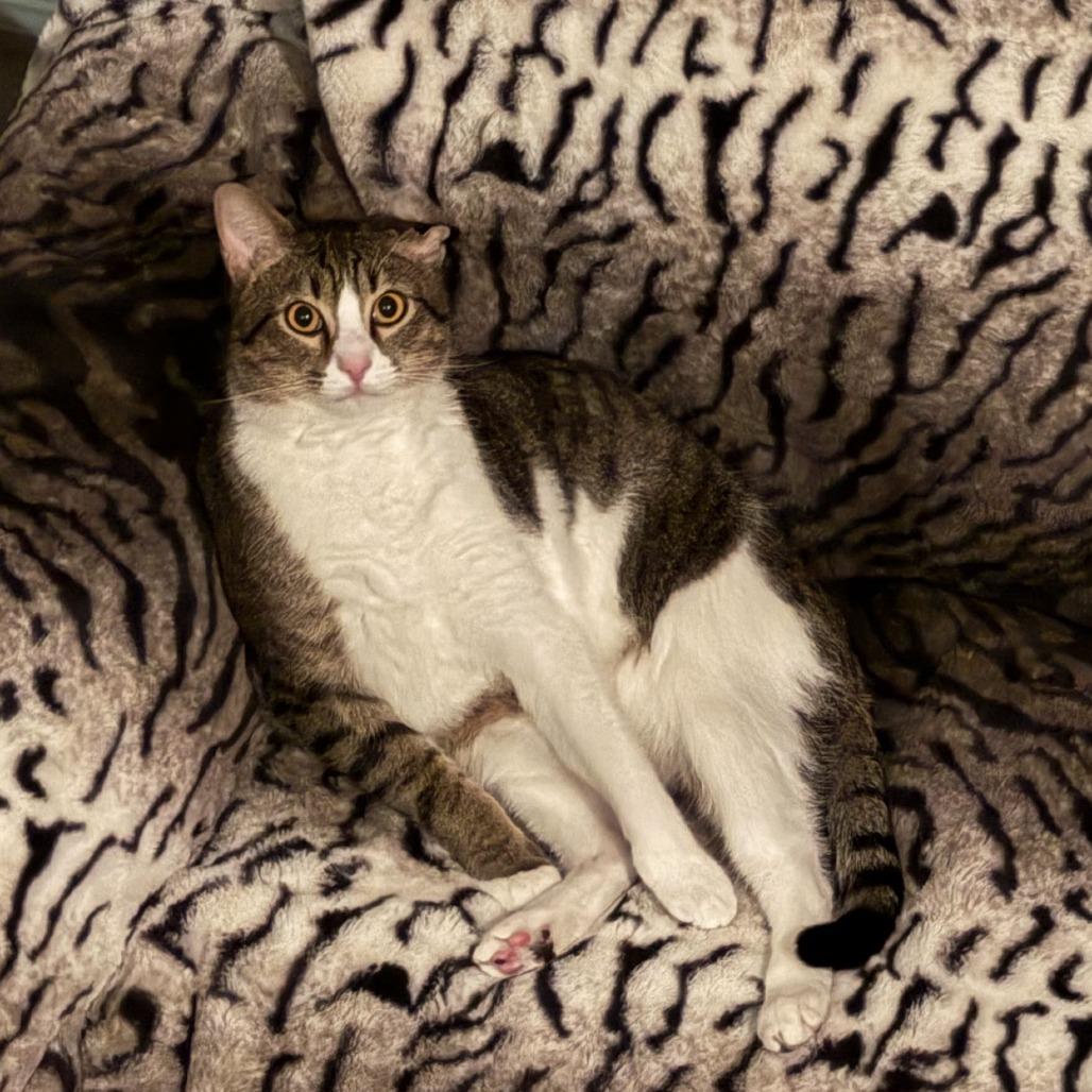 Meeko, a Adoptable Domestic Short Hair in Downers Grove, IL image 2/6