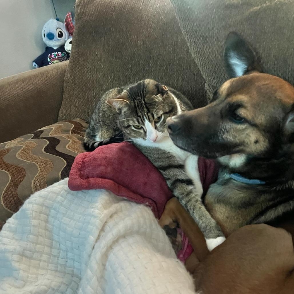 Meeko, Adoptable, Adult Male Domestic Short Hair.