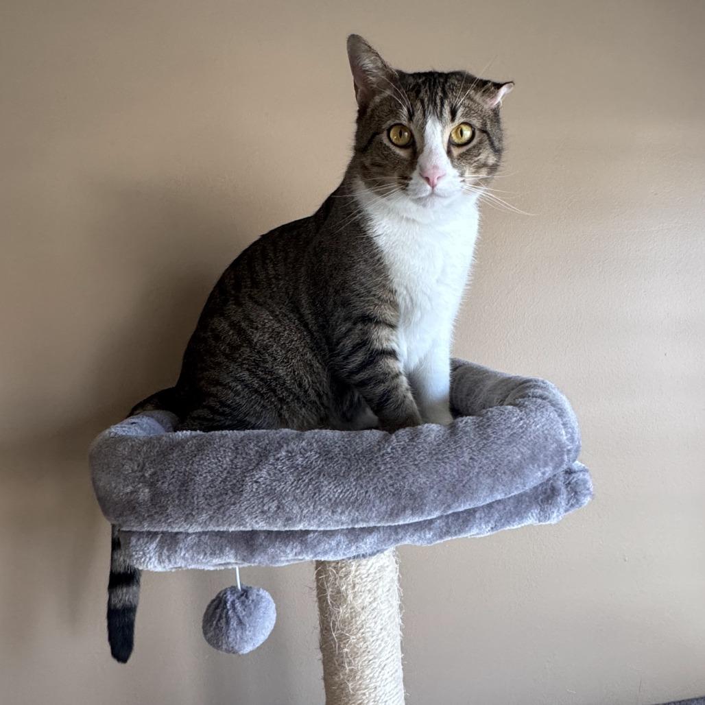 Meeko, a Adoptable Domestic Short Hair in Downers Grove, IL image 4/6