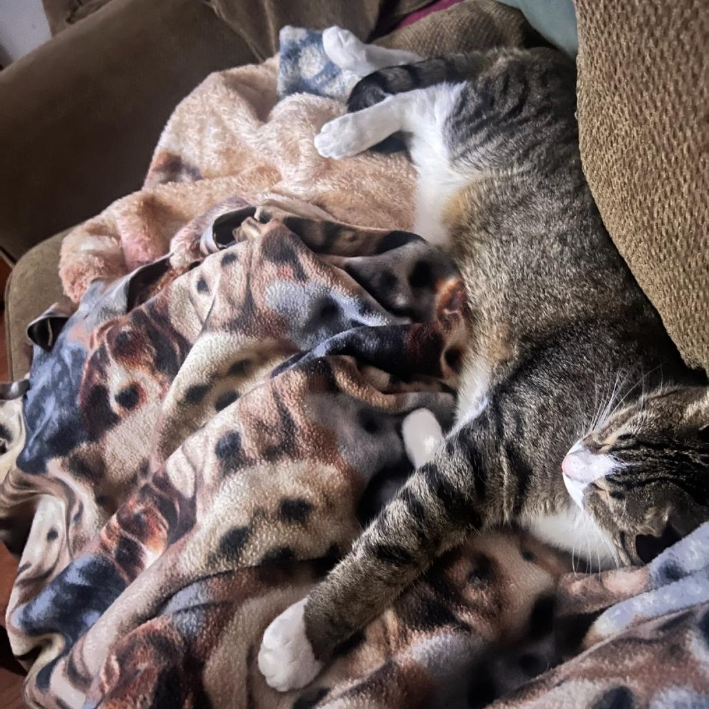 Enlarge Meeko, a Adoptable Domestic Short Hair in Downers Grove, IL image 2/2