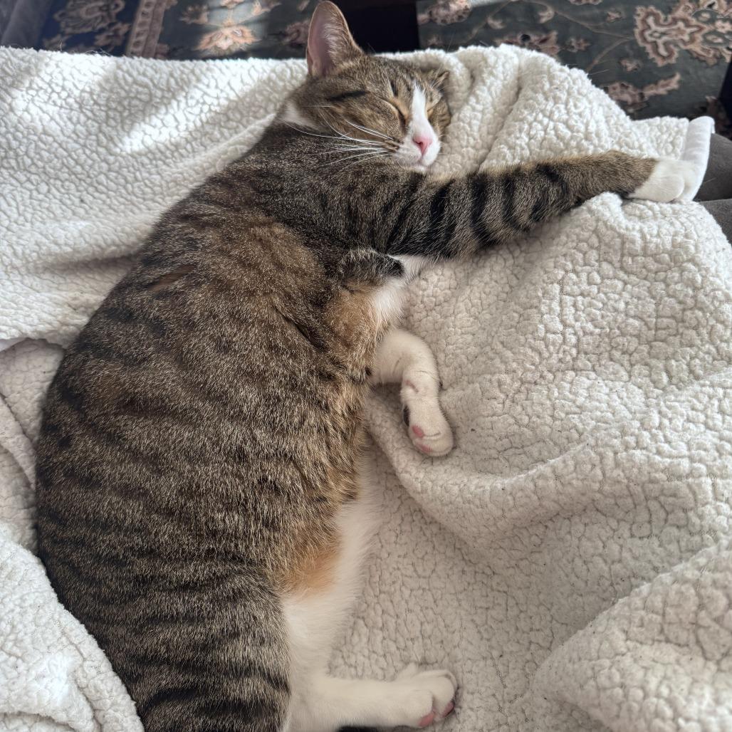 Meeko, a Adoptable Domestic Short Hair in Downers Grove, IL image 6/6