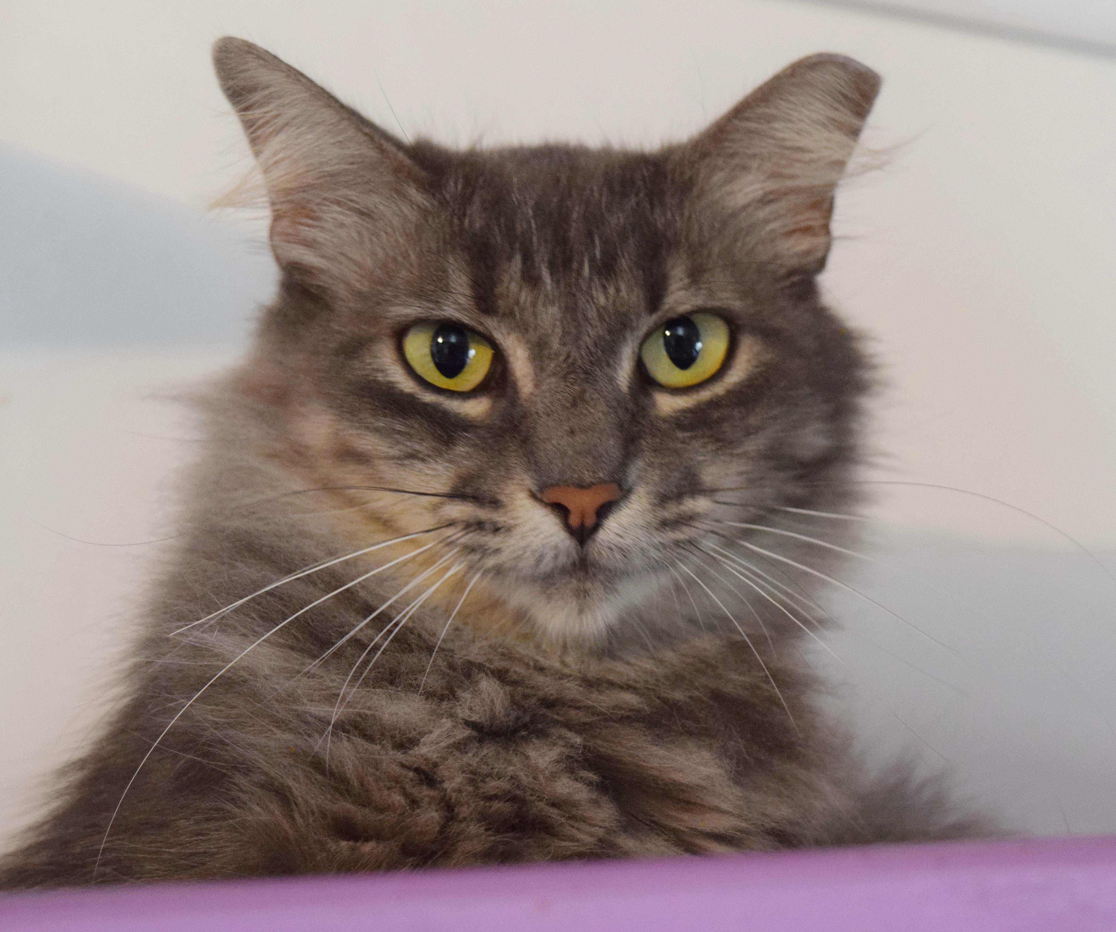 Puddin' Pop, an adoptable mixed breed in Bulverde, TX image 2/6