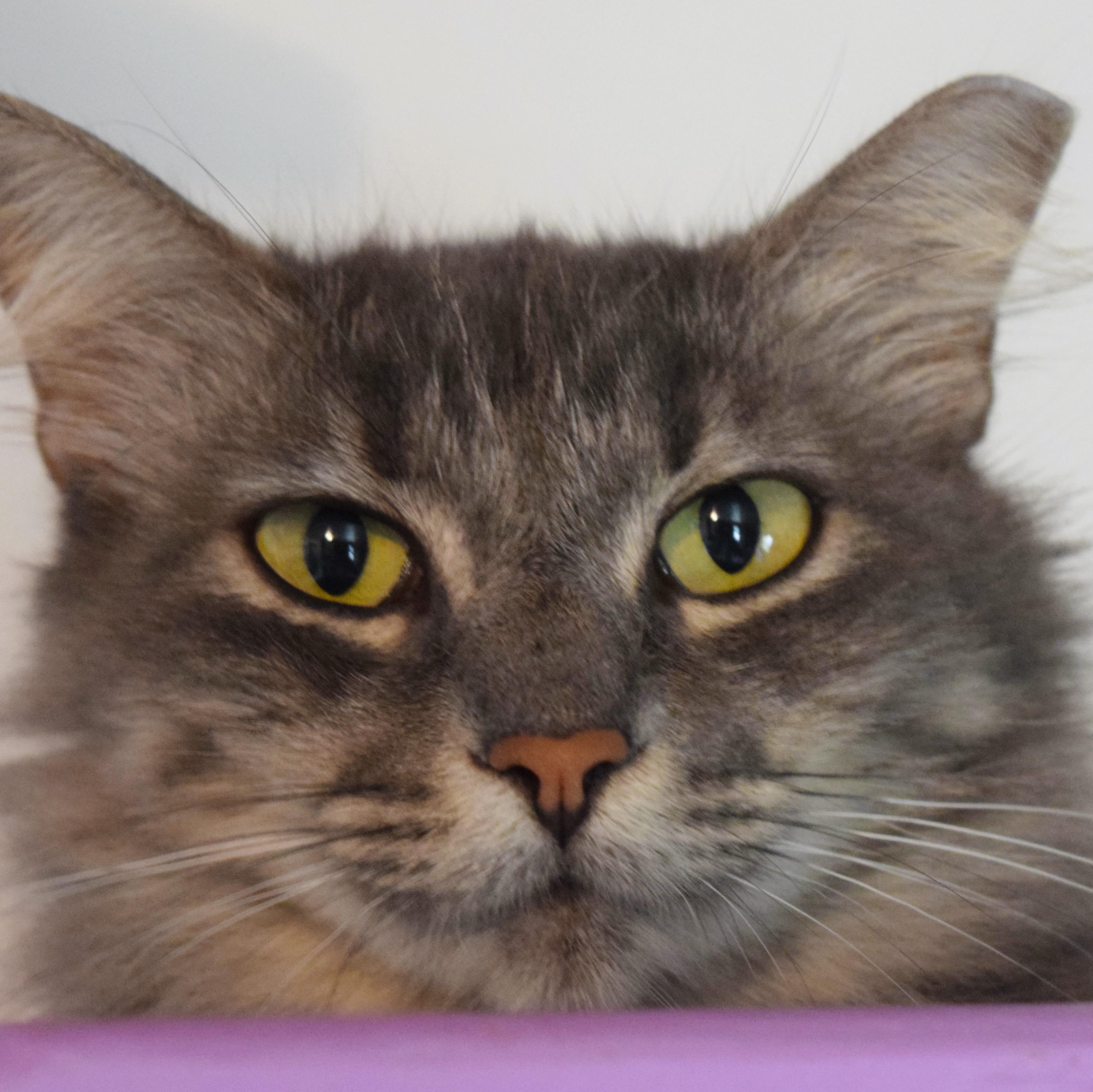 Puddin' Pop, an adoptable mixed breed in Bulverde, TX image 1/6