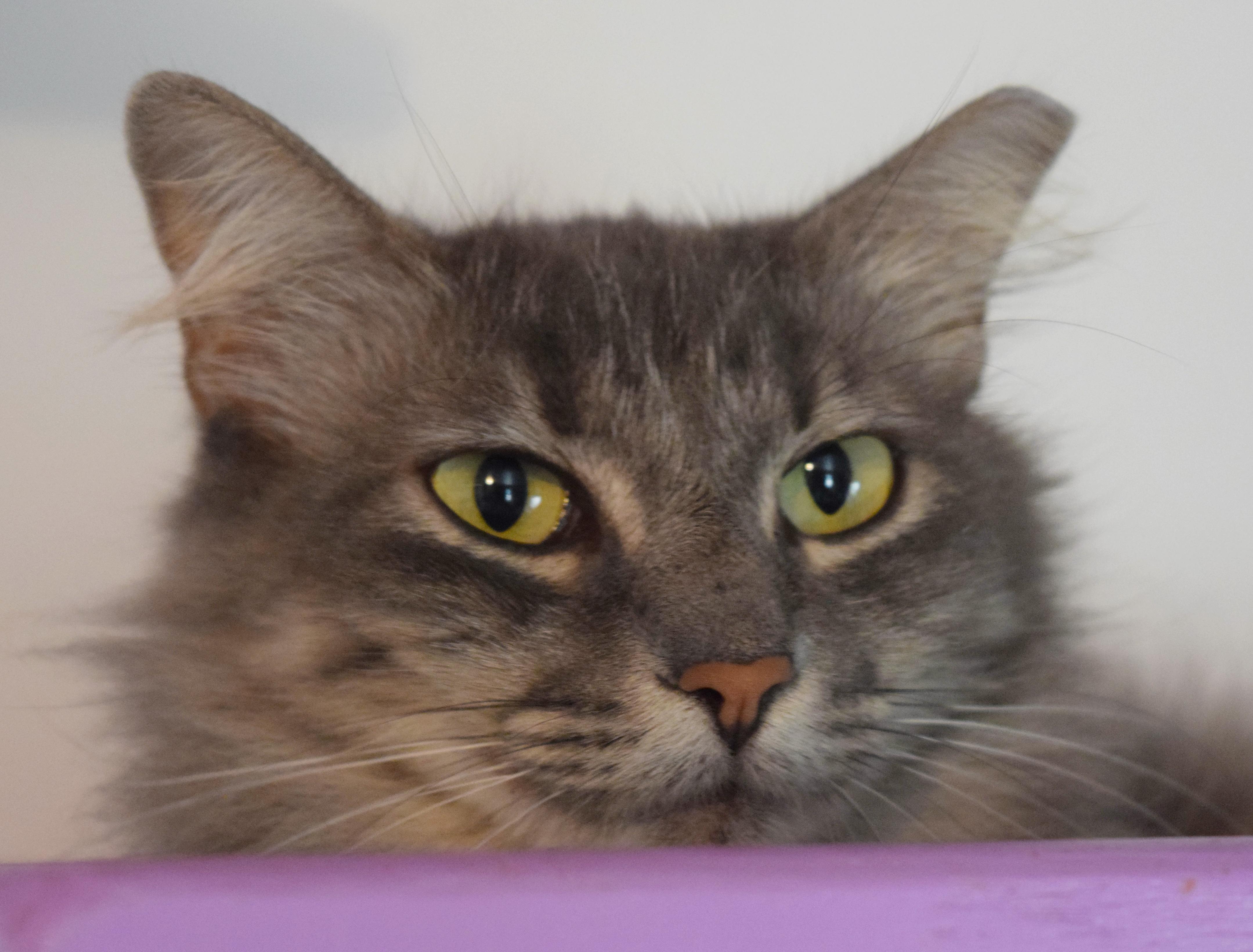 Puddin' Pop, an adoptable mixed breed in Bulverde, TX image 6/6