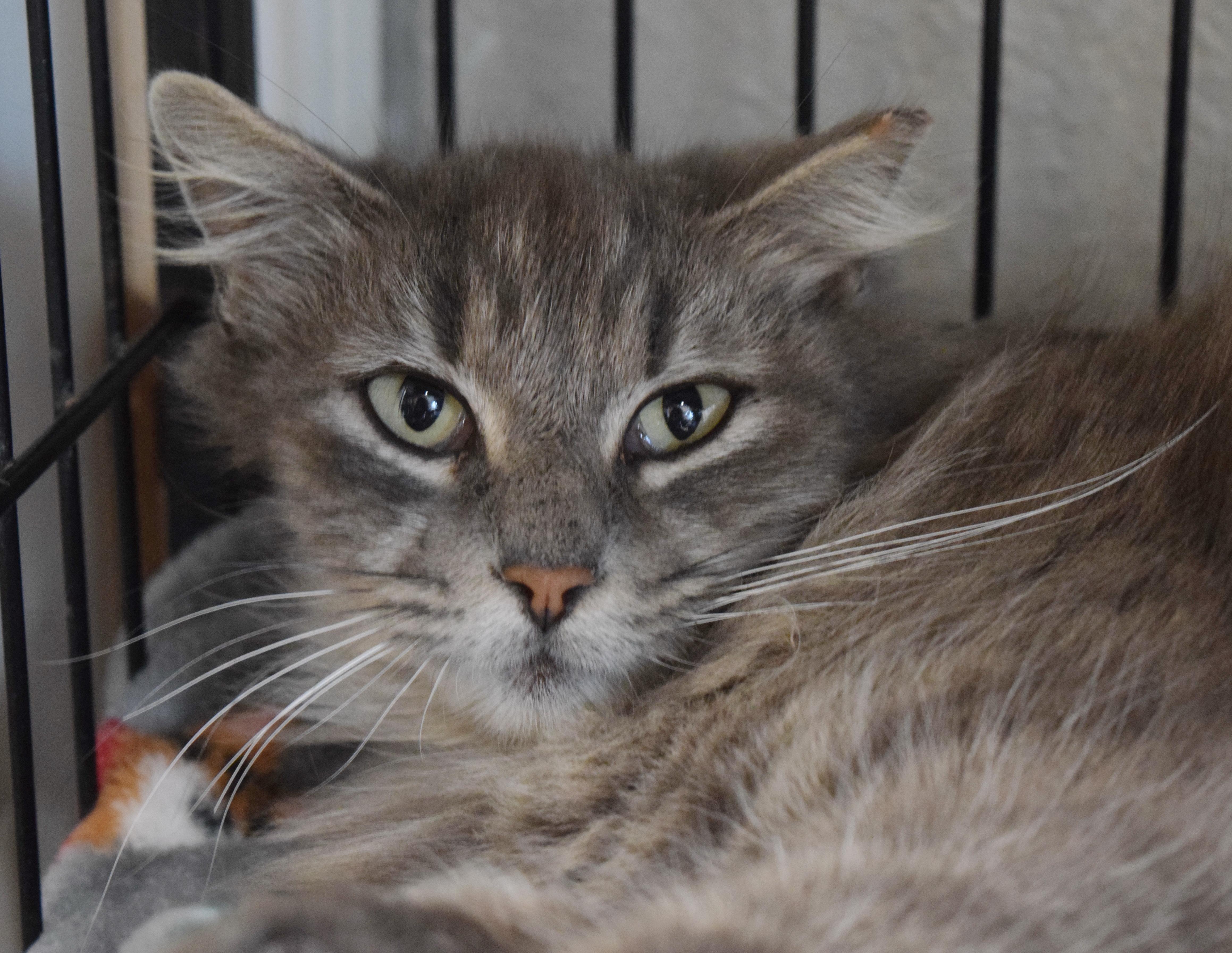 Enlarge Puddin' Pop, a ADOPTABLE mixed breed in Bulverde, TX image 5/6